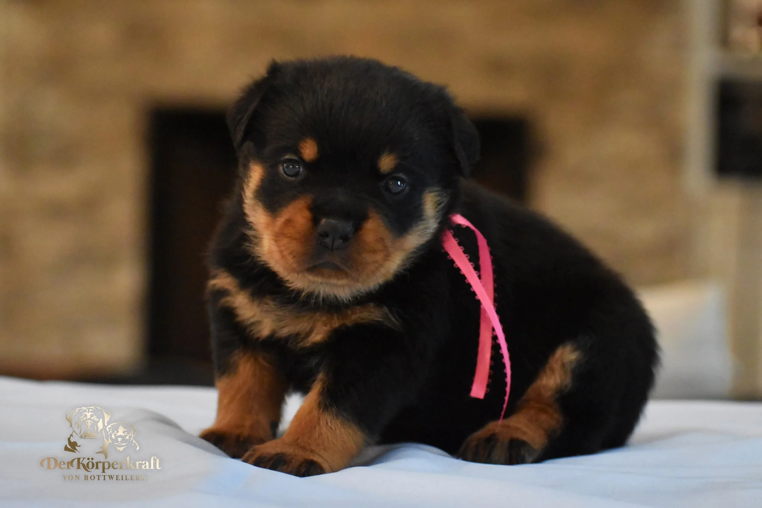 DKV Rottweilers | German Rottweiler Puppies For Sale | DKV Rottweilers ...
