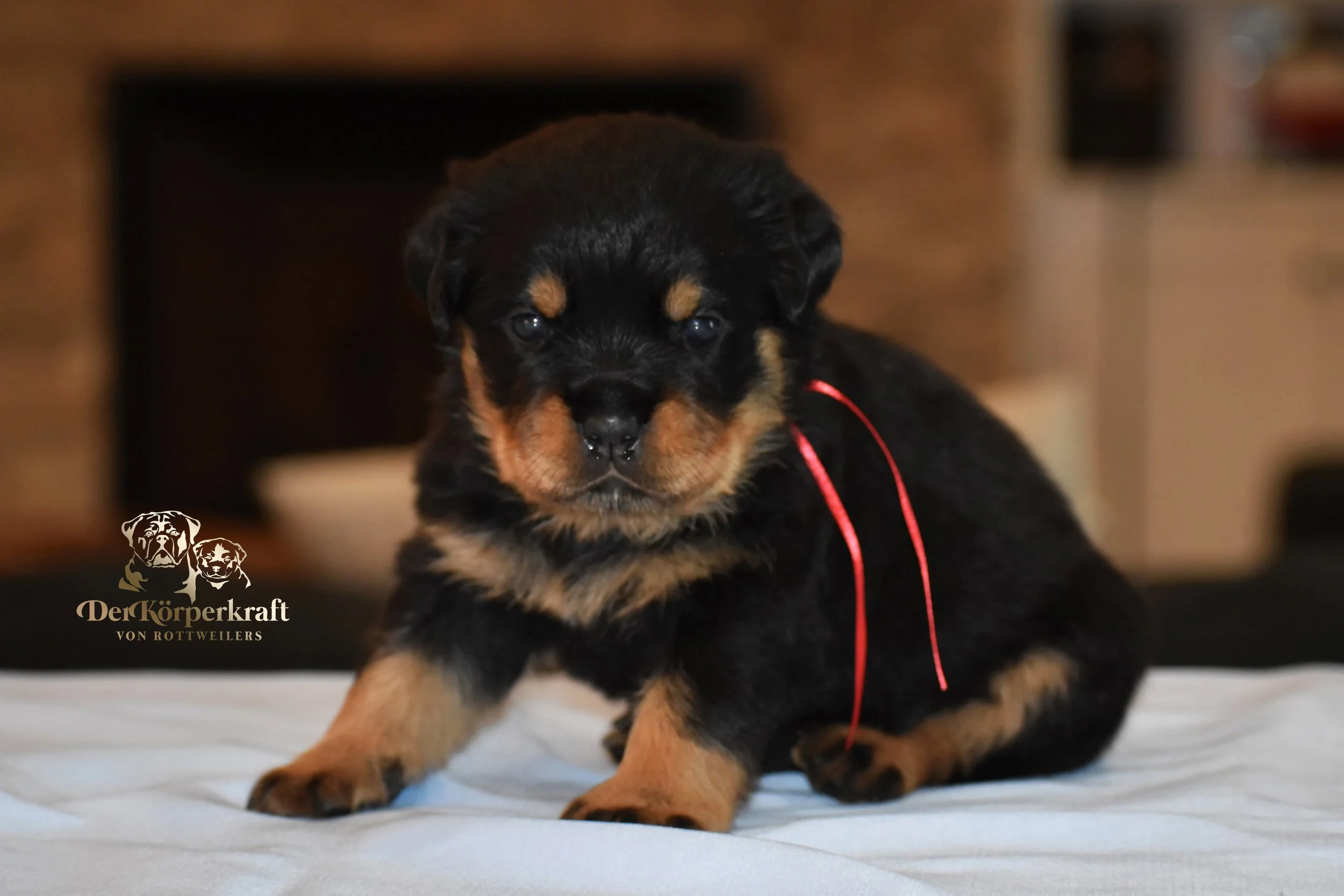 DKV Rottweilers | German Rottweiler Puppies For Sale | DKV Rottweilers ...