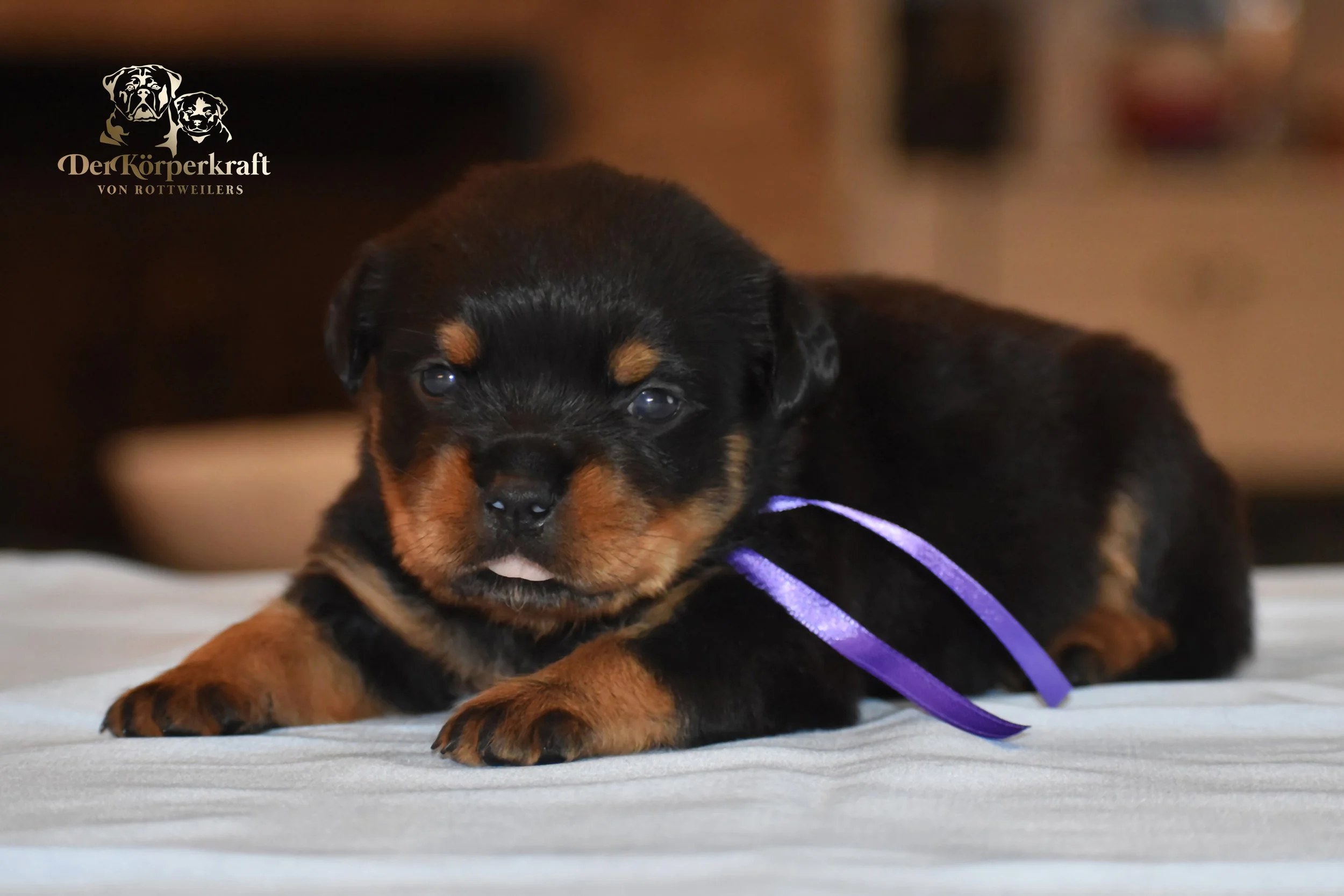 DKV Rottweilers | German Rottweiler Puppies For Sale | DKV Rottweilers ...