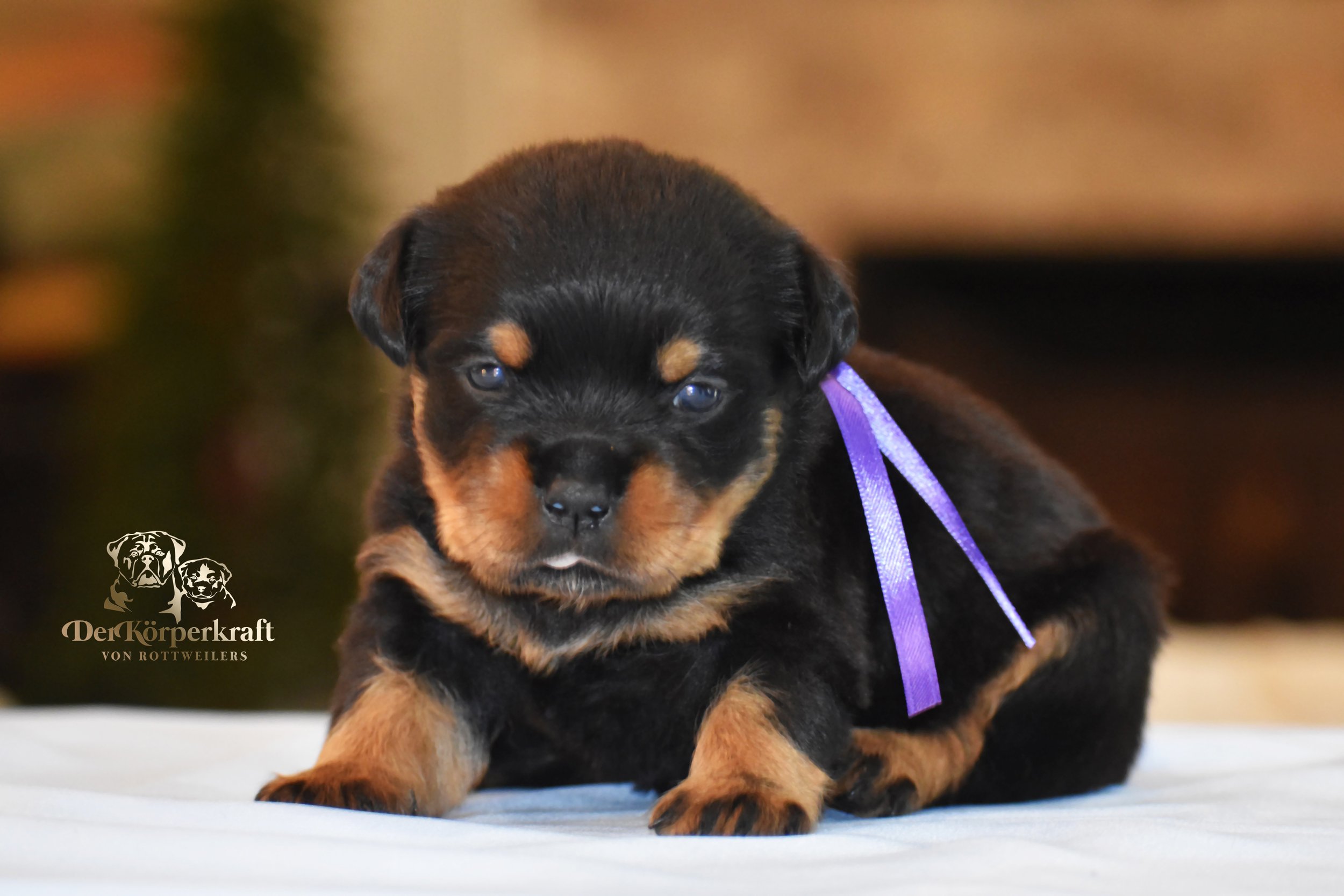 DKV Rottweilers | German Rottweiler Puppies For Sale | DKV Rottweilers ...