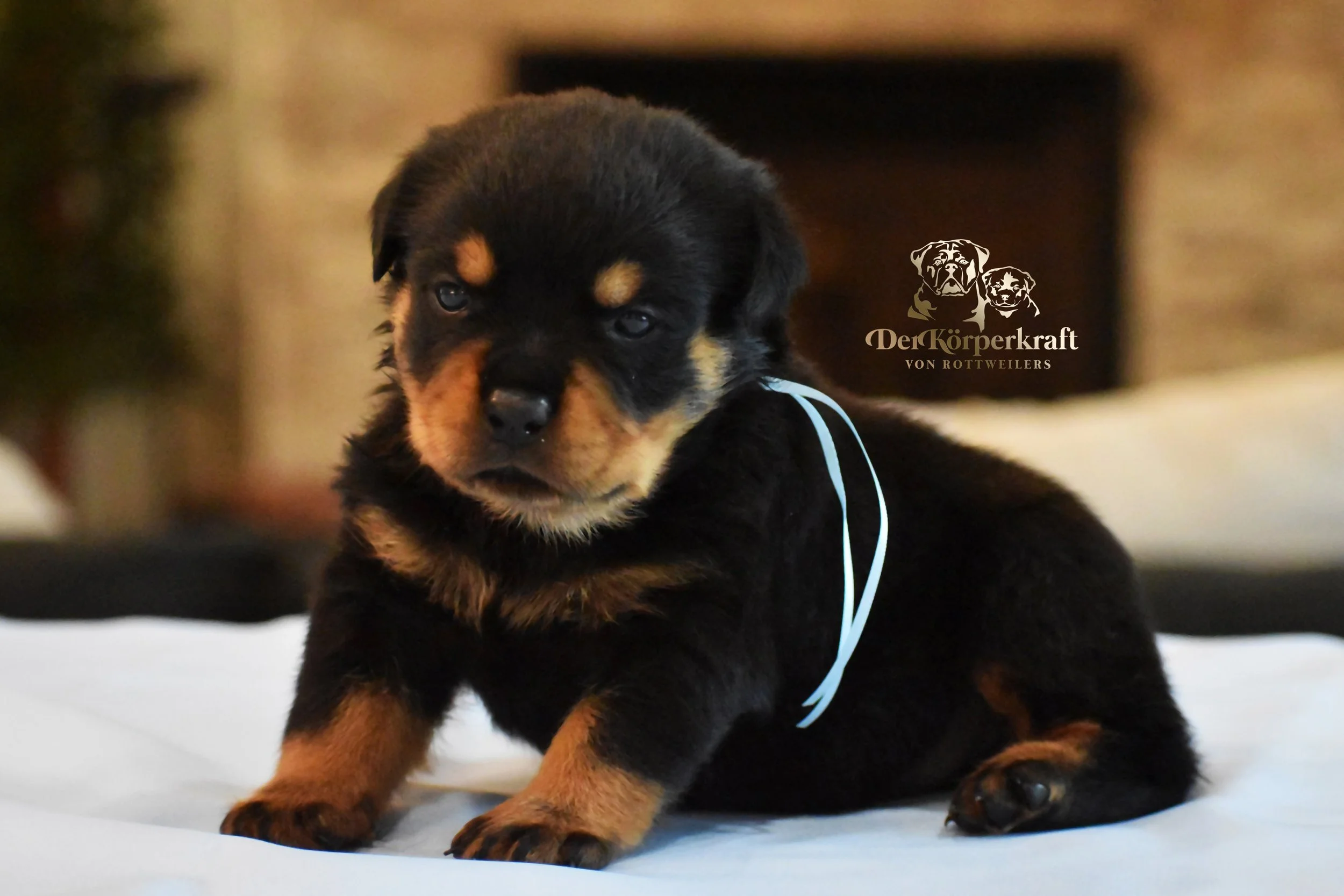 #1 Turquoise Male (Show Quality)