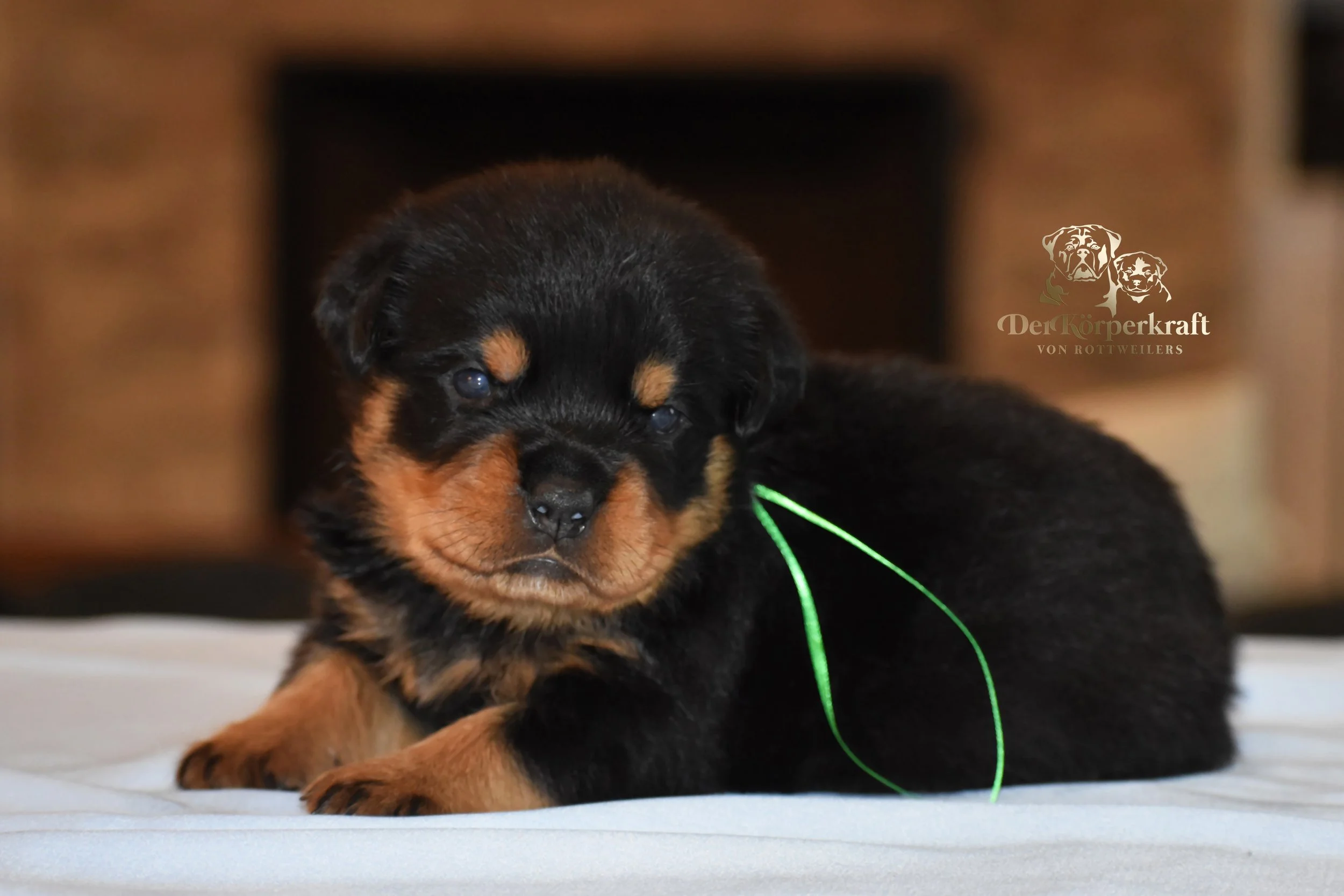 DKV Rottweilers | German Rottweiler Puppies For Sale | DKV Rottweilers ...