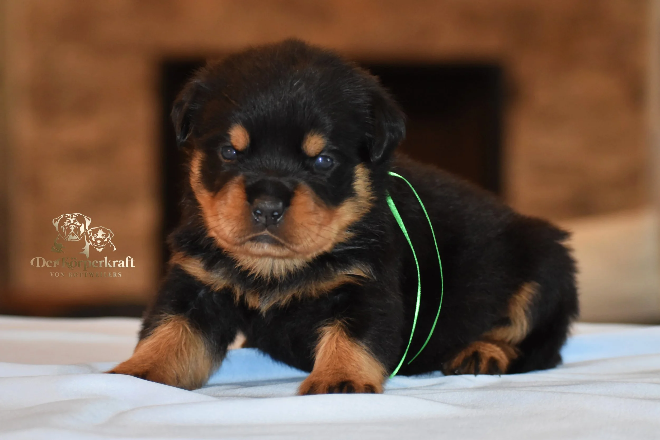 DKV Rottweilers | German Rottweiler Puppies For Sale | DKV Rottweilers ...