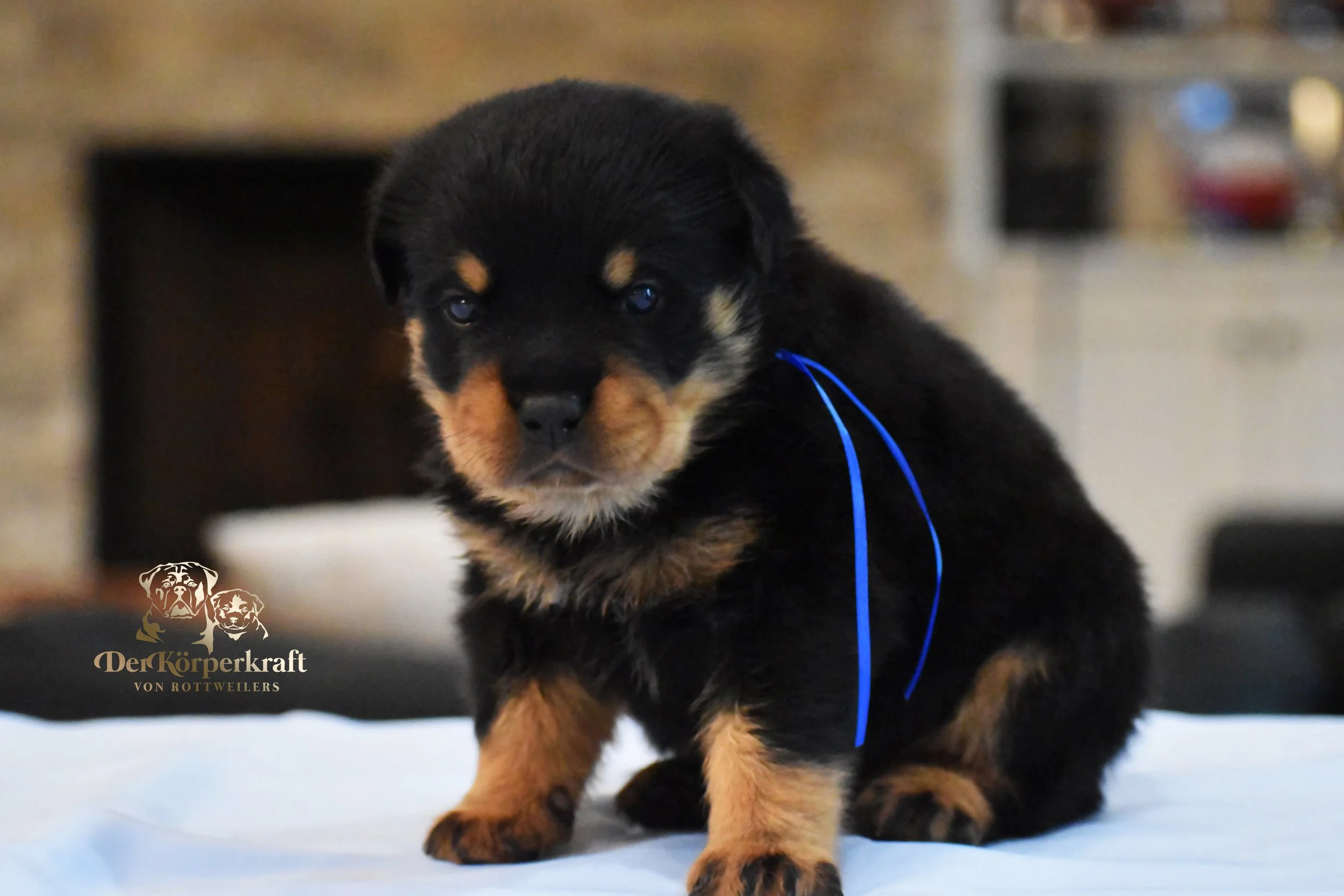 #3 Navy Blue Male (Companion Quality)
