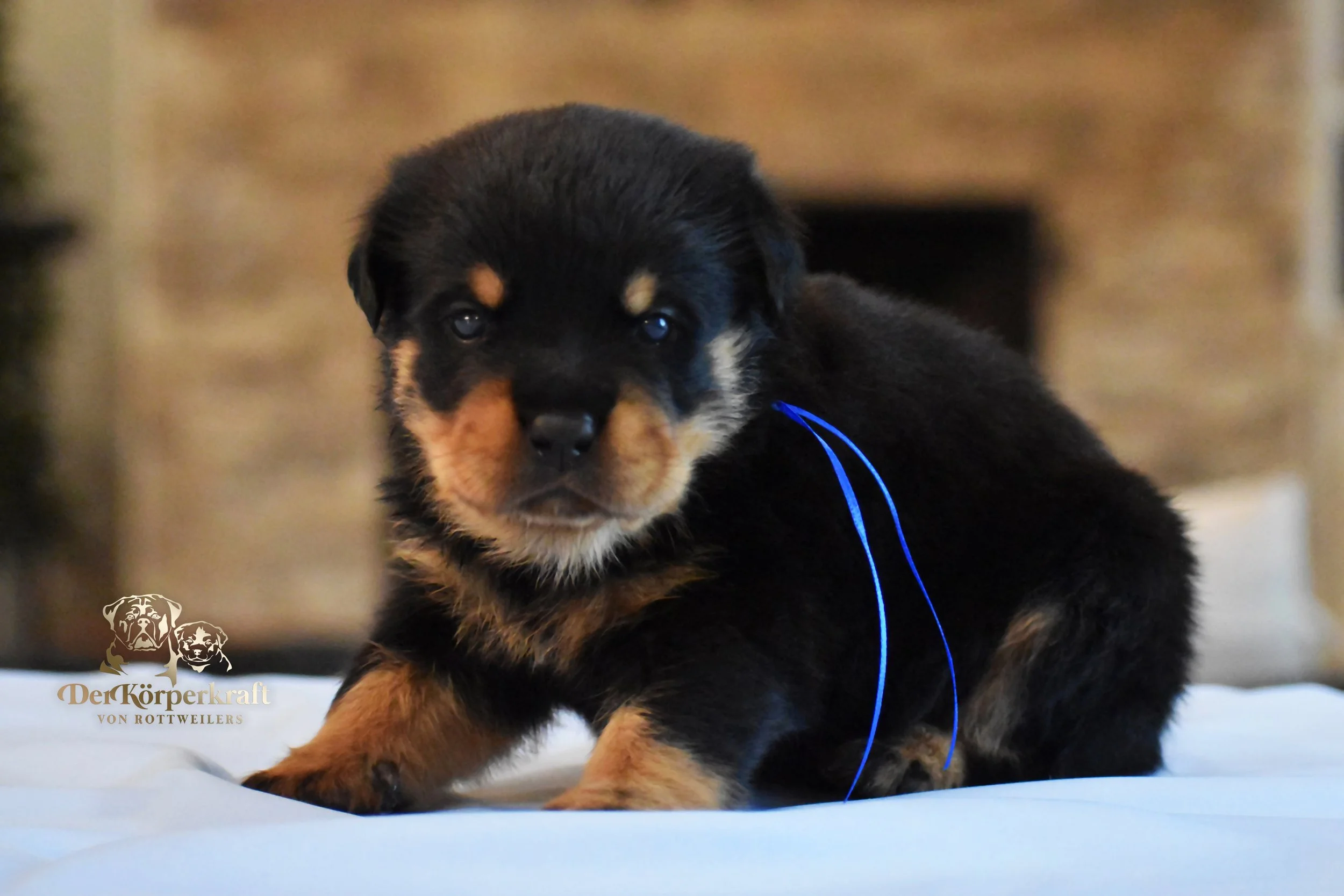 #3 Navy Blue Male (Companion Quality)