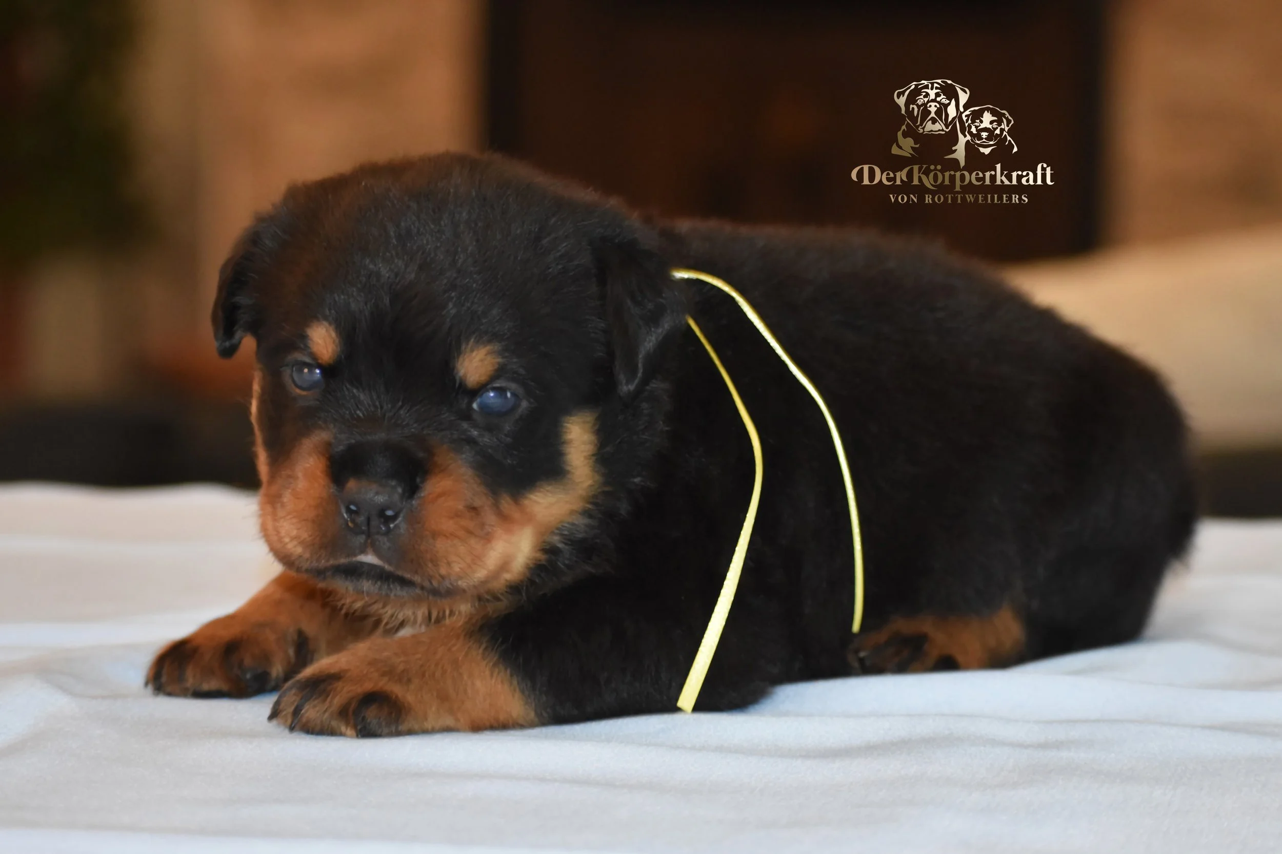 DKV Rottweilers | German Rottweiler Puppies For Sale | DKV Rottweilers ...