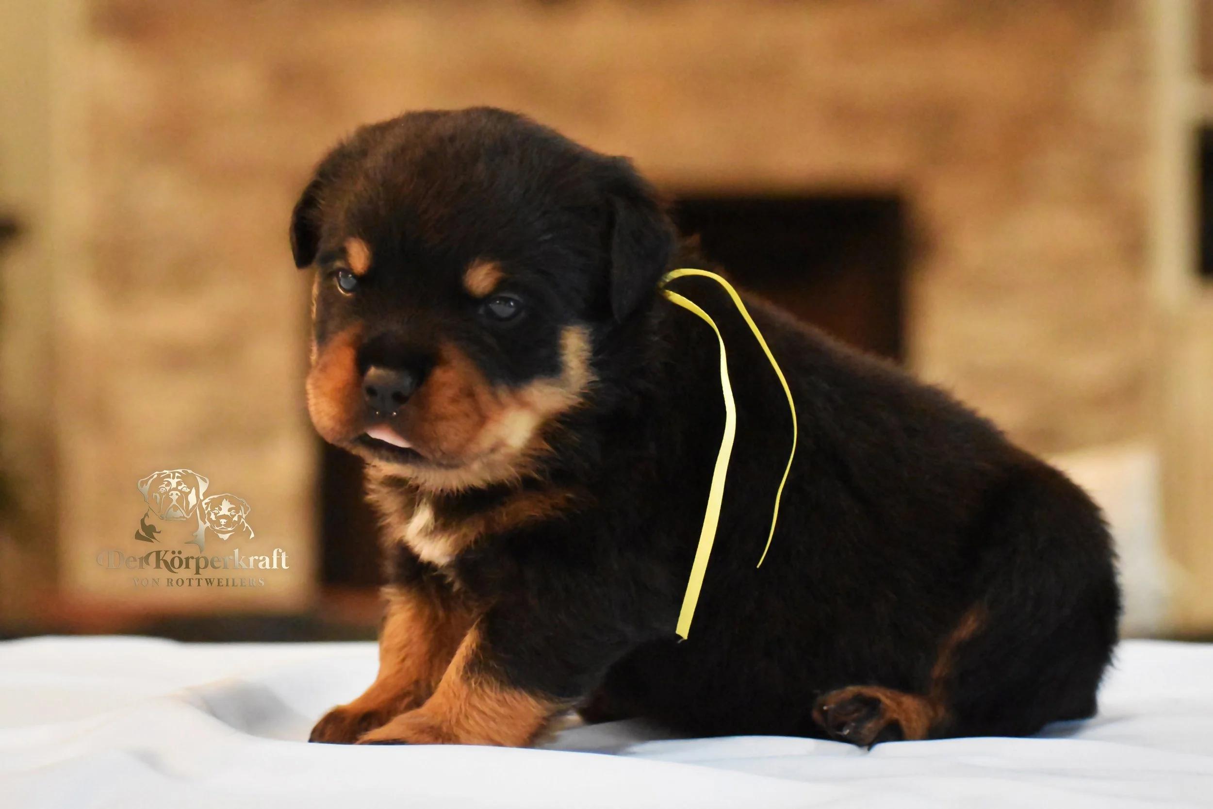 DKV Rottweilers | German Rottweiler Puppies For Sale | DKV Rottweilers ...