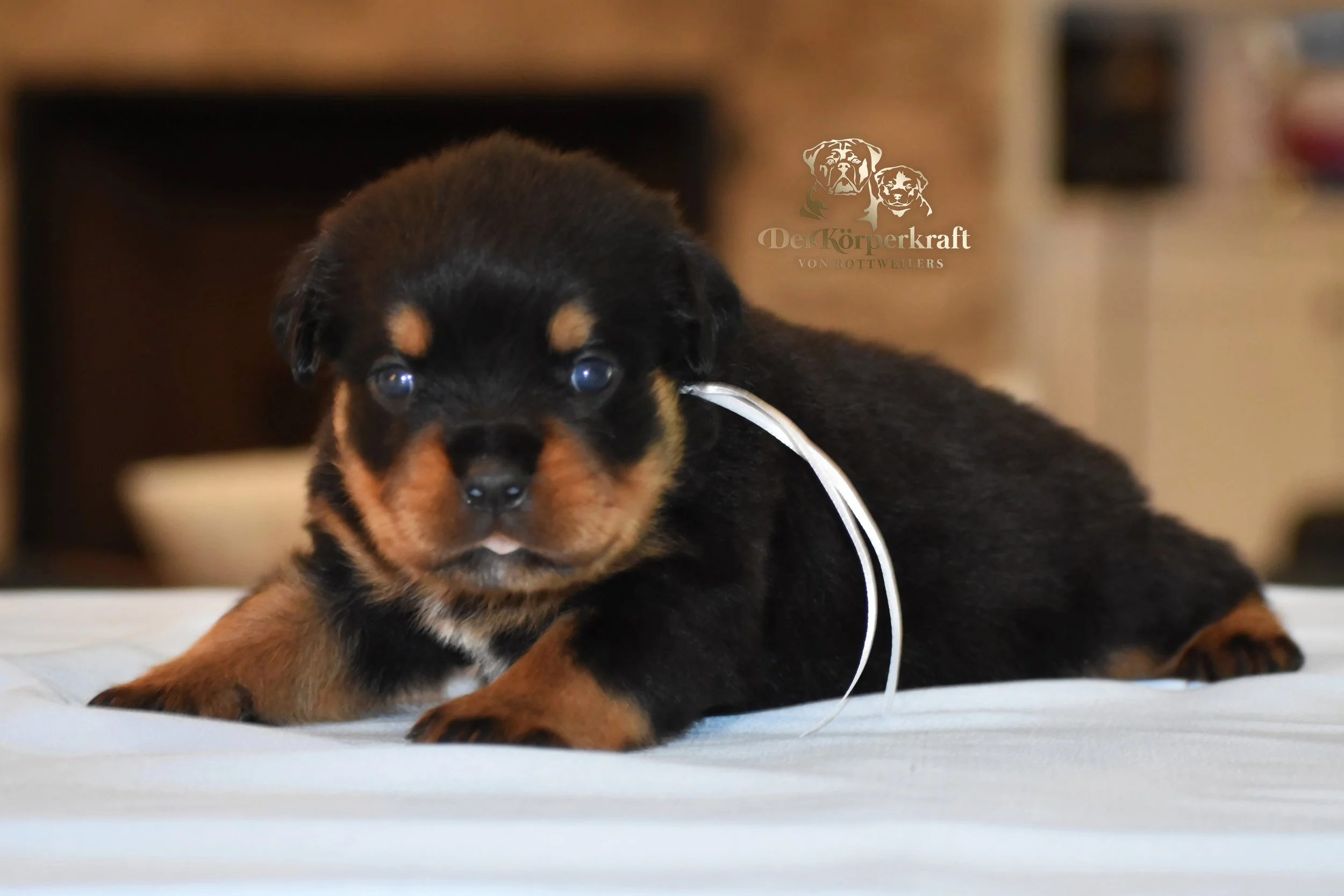 DKV Rottweilers | German Rottweiler Puppies For Sale | DKV Rottweilers ...