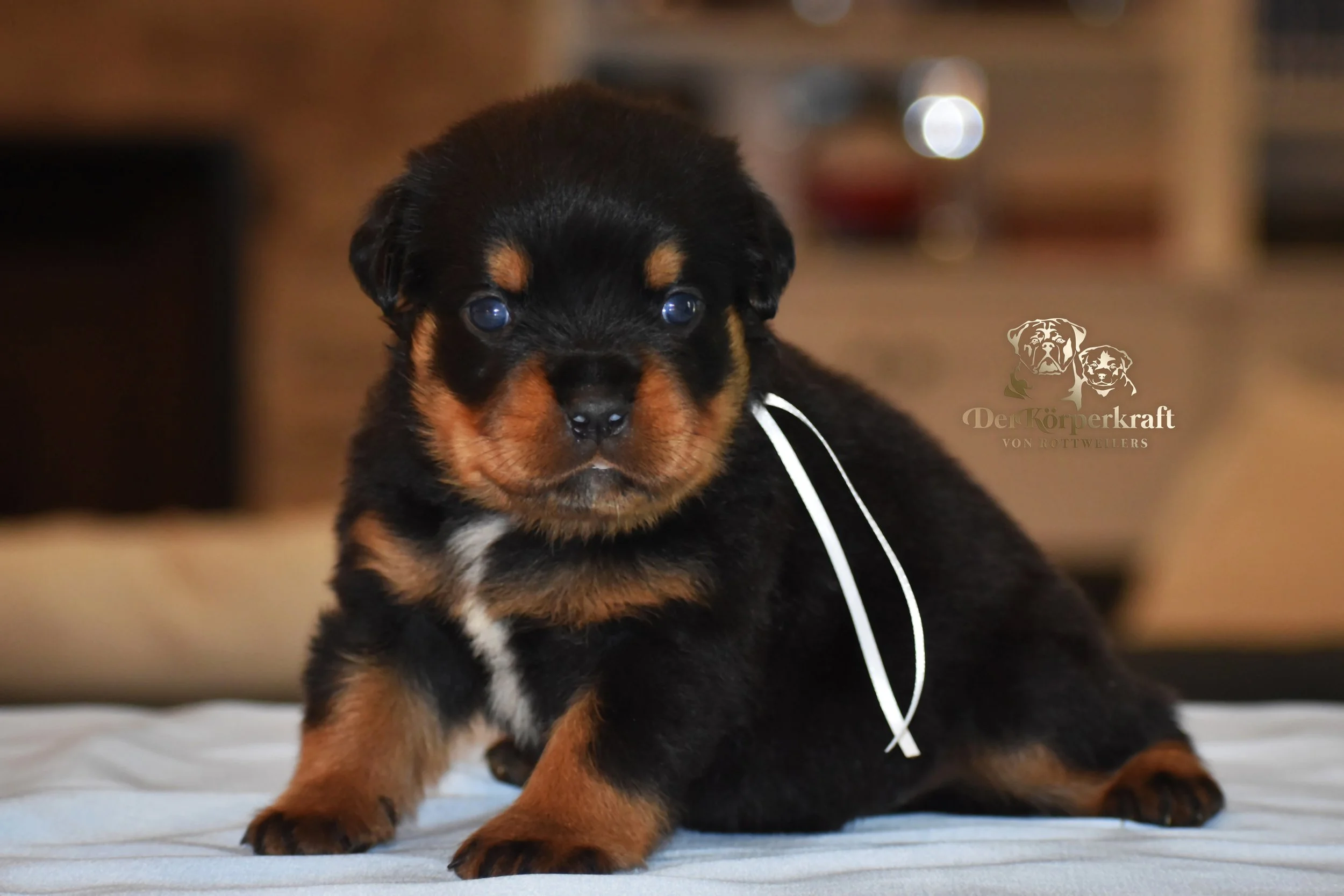 DKV Rottweilers | German Rottweiler Puppies For Sale | DKV Rottweilers ...