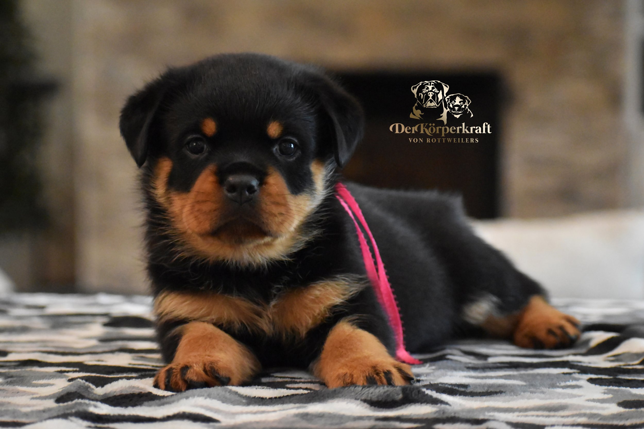 DKV Rottweilers | German Rottweiler Puppies For Sale | DKV Rottweilers ...