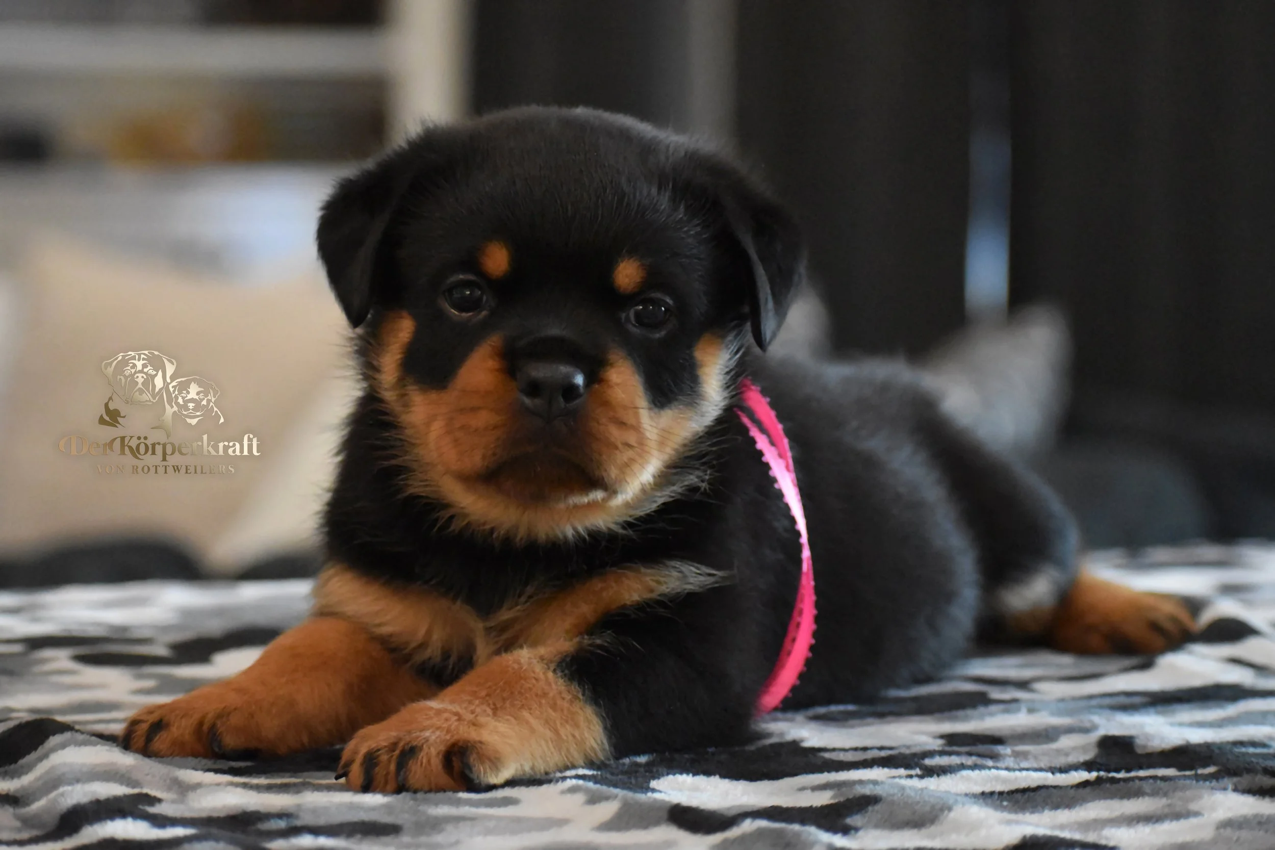 DKV Rottweilers | German Rottweiler Puppies For Sale | DKV Rottweilers ...