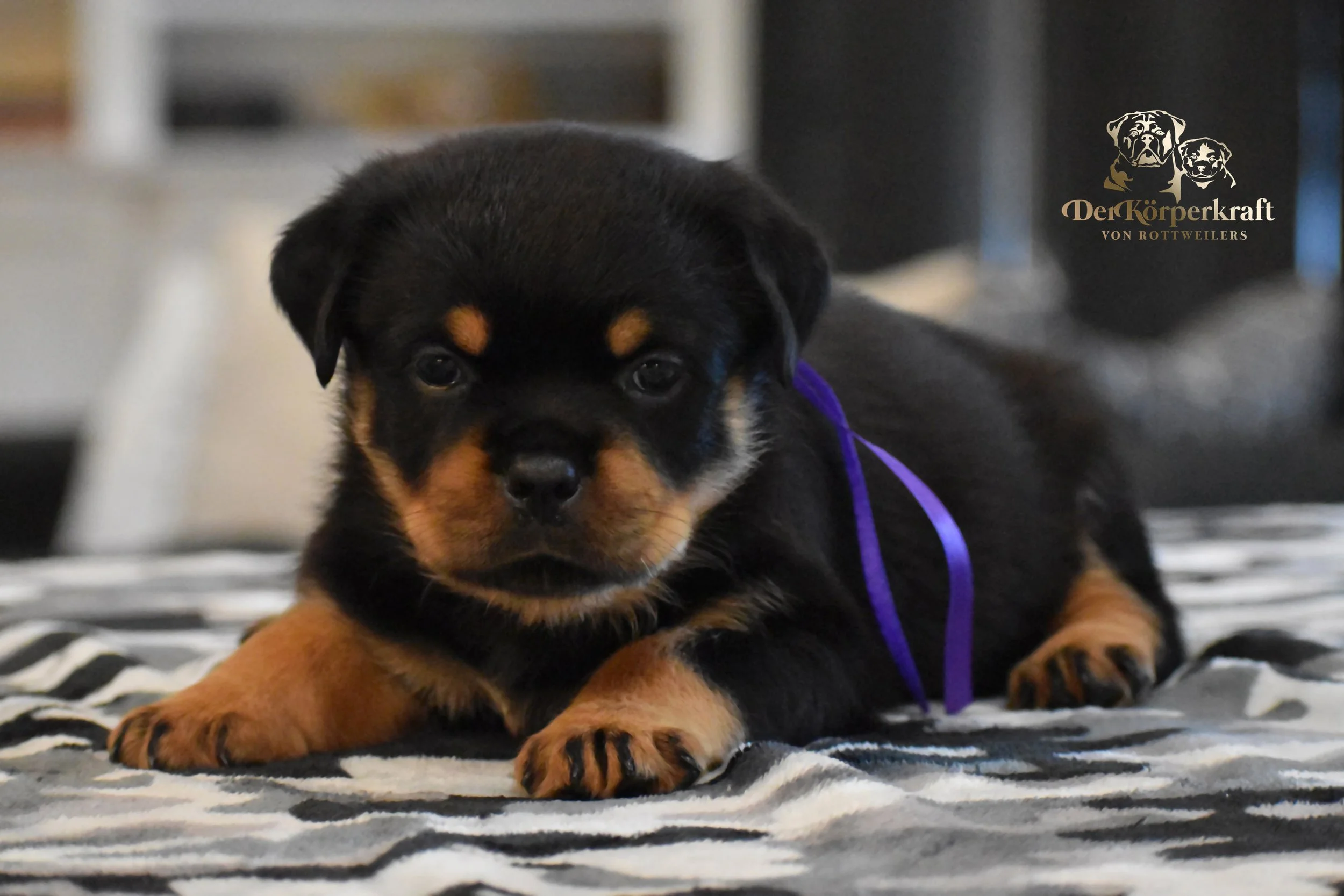 DKV Rottweilers | German Rottweiler Puppies For Sale | DKV Rottweilers ...