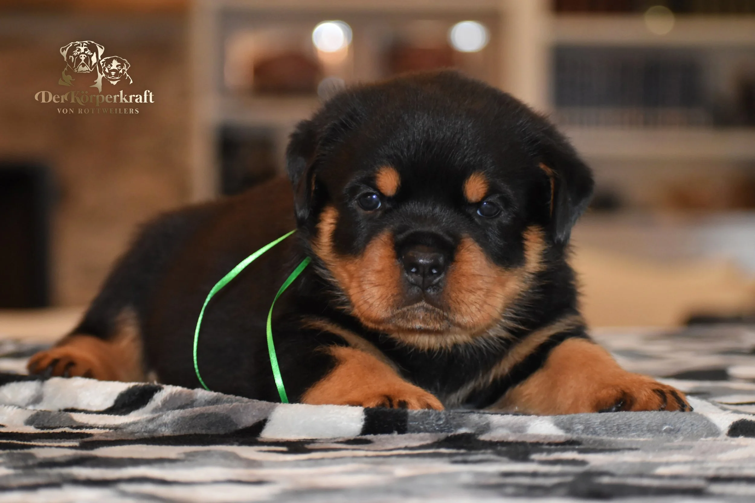 DKV Rottweilers | German Rottweiler Puppies For Sale | DKV Rottweilers ...