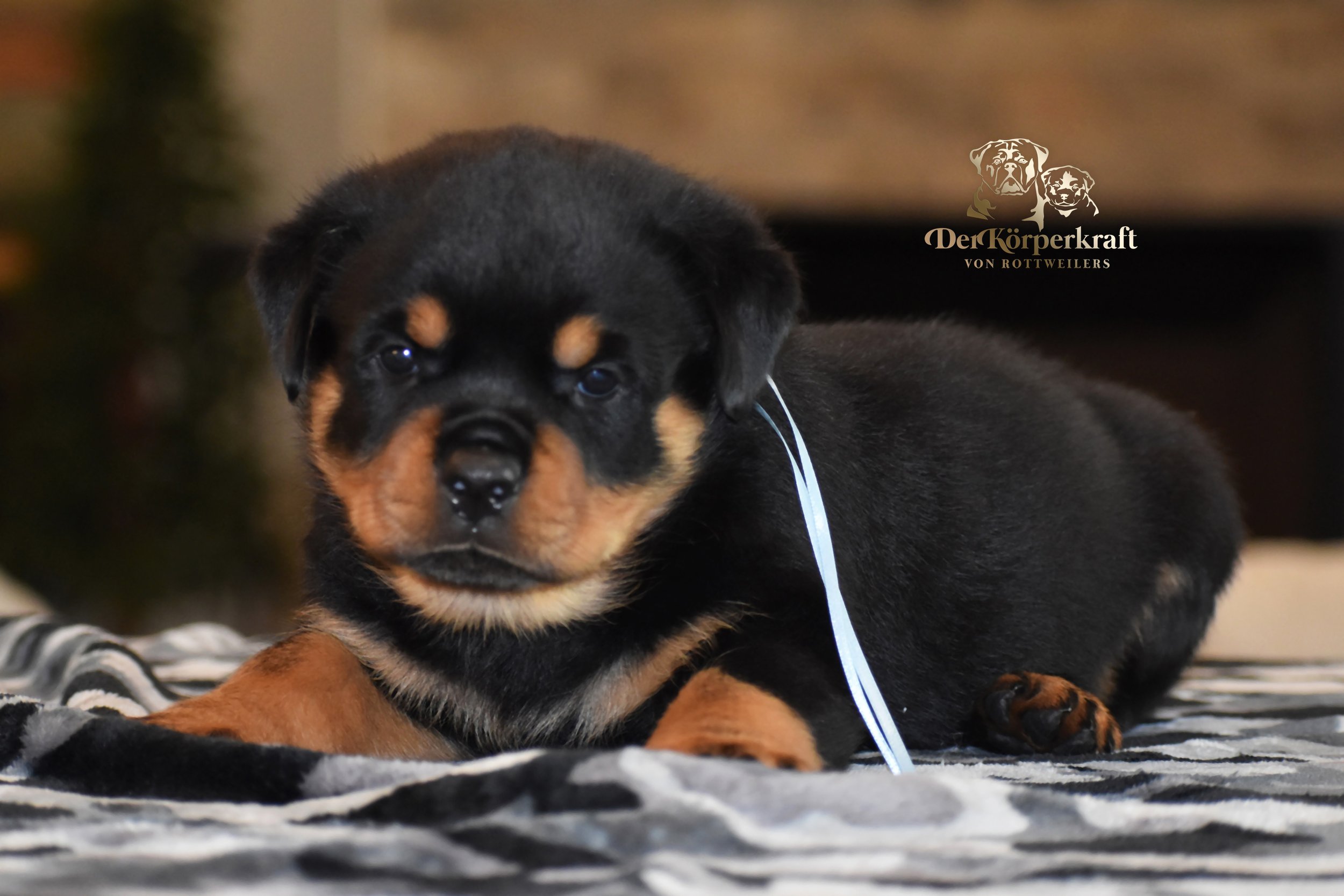 DKV Rottweilers | German Rottweiler Puppies For Sale | DKV Rottweilers ...