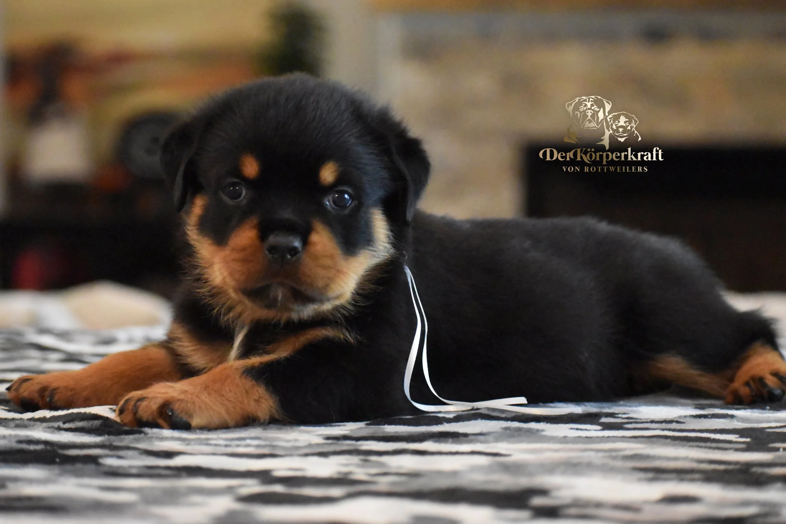 DKV Rottweilers | German Rottweiler Puppies For Sale | DKV Rottweilers ...