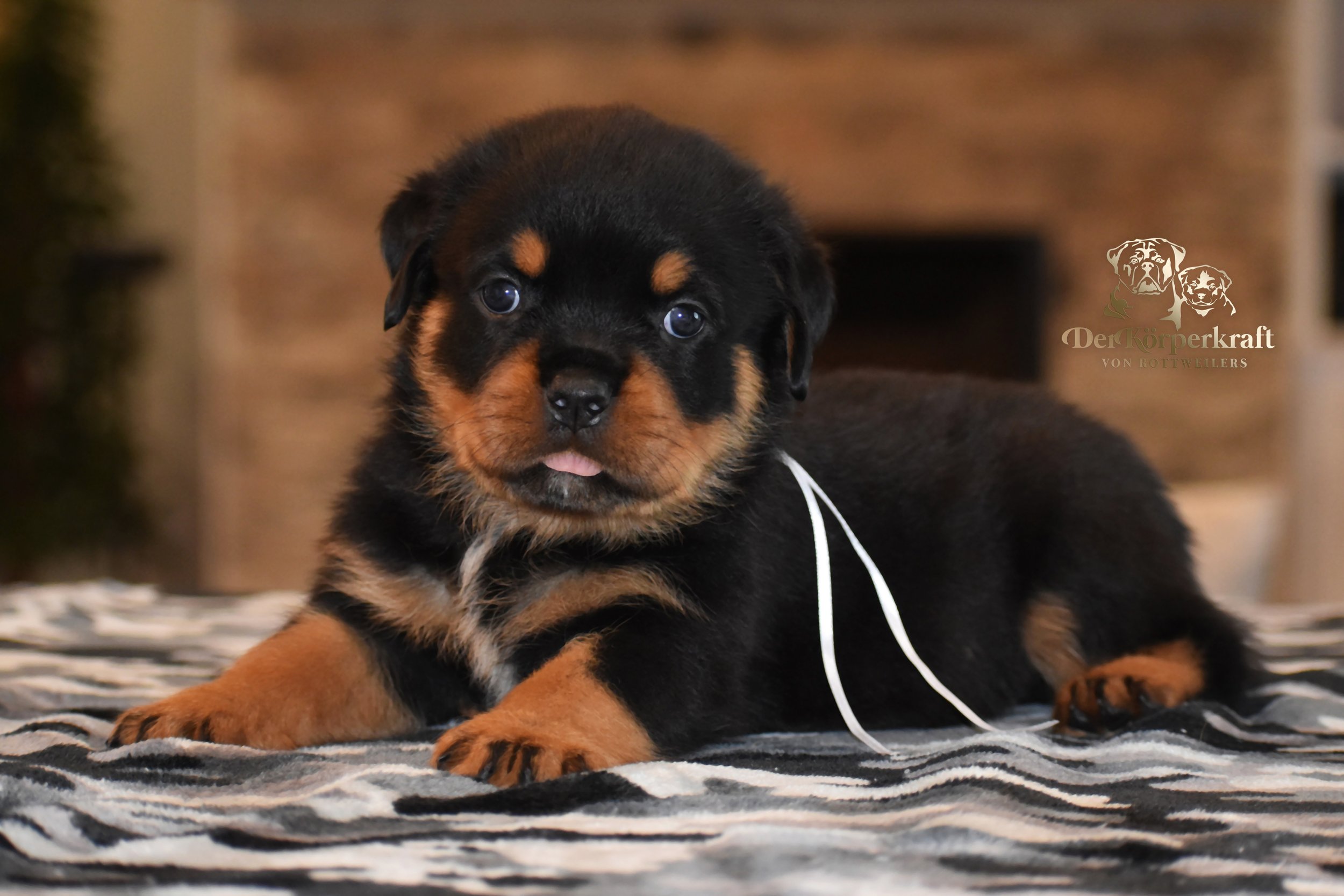 DKV Rottweilers | German Rottweiler Puppies For Sale | DKV Rottweilers ...