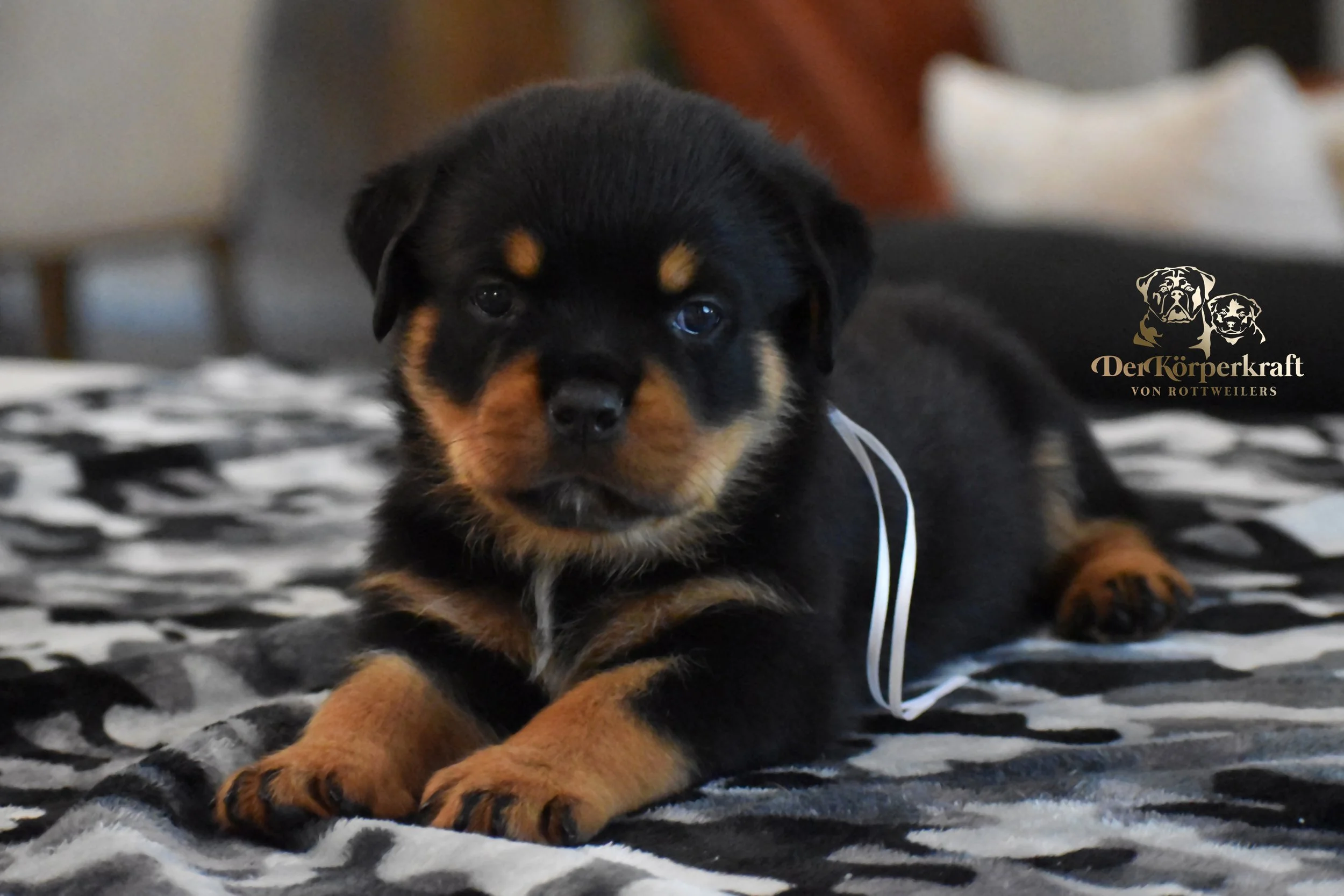 DKV Rottweilers | German Rottweiler Puppies For Sale | DKV Rottweilers ...