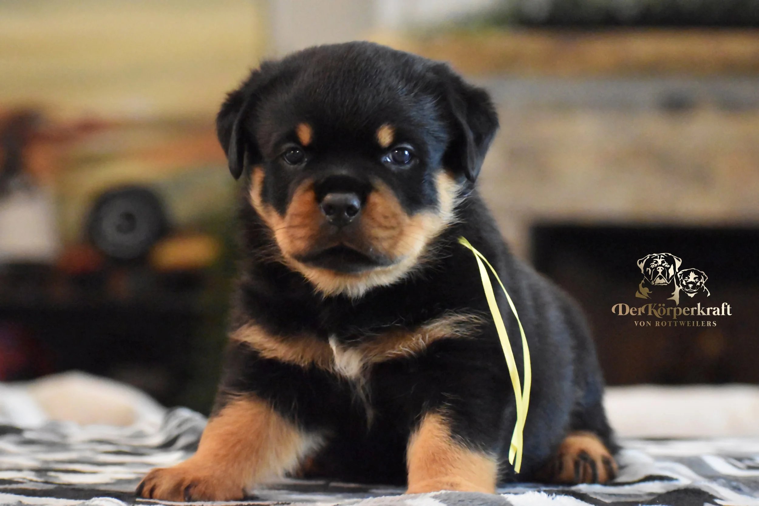 DKV Rottweilers | German Rottweiler Puppies For Sale | DKV Rottweilers ...