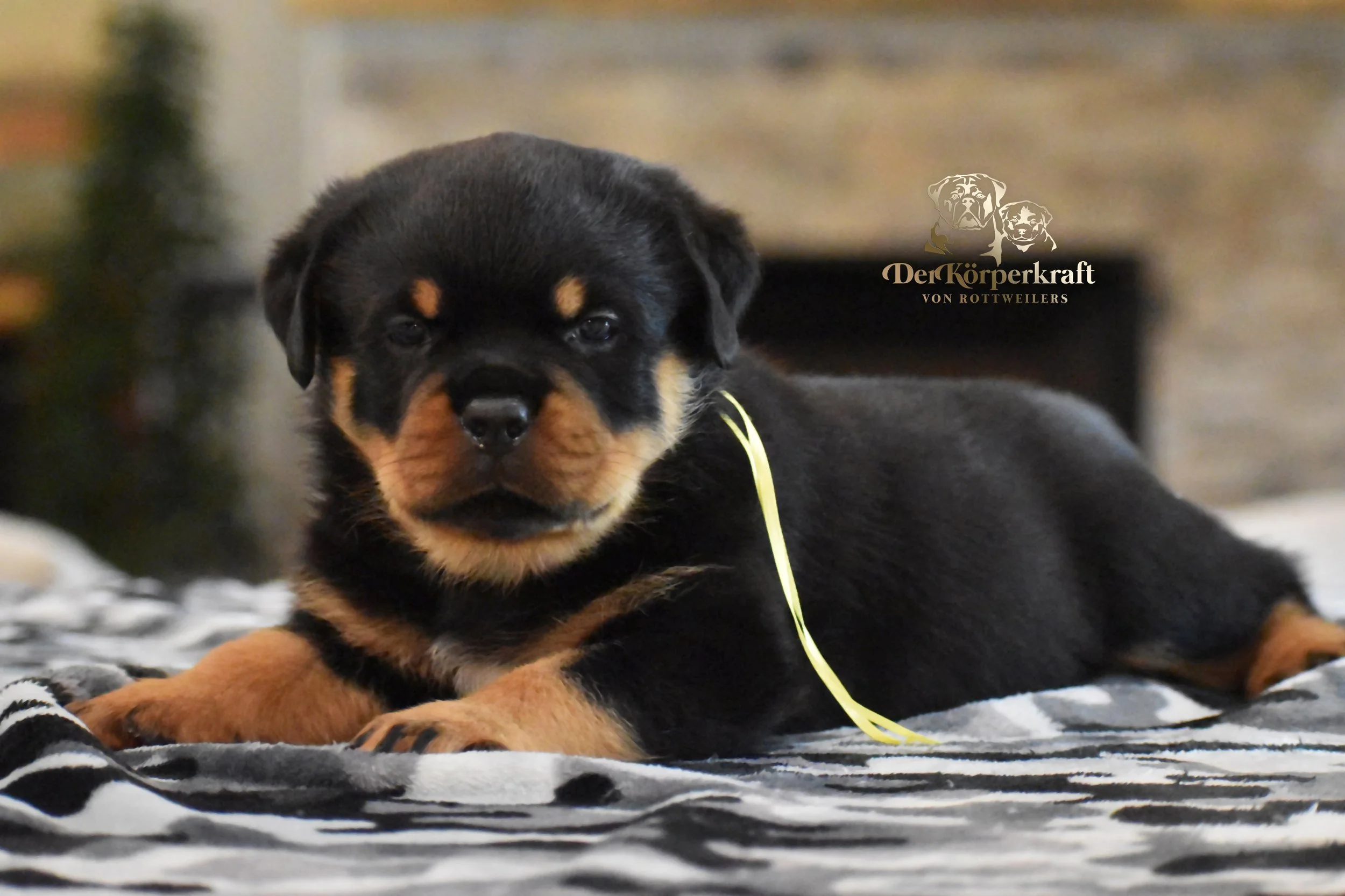 DKV Rottweilers | German Rottweiler Puppies For Sale | DKV Rottweilers ...