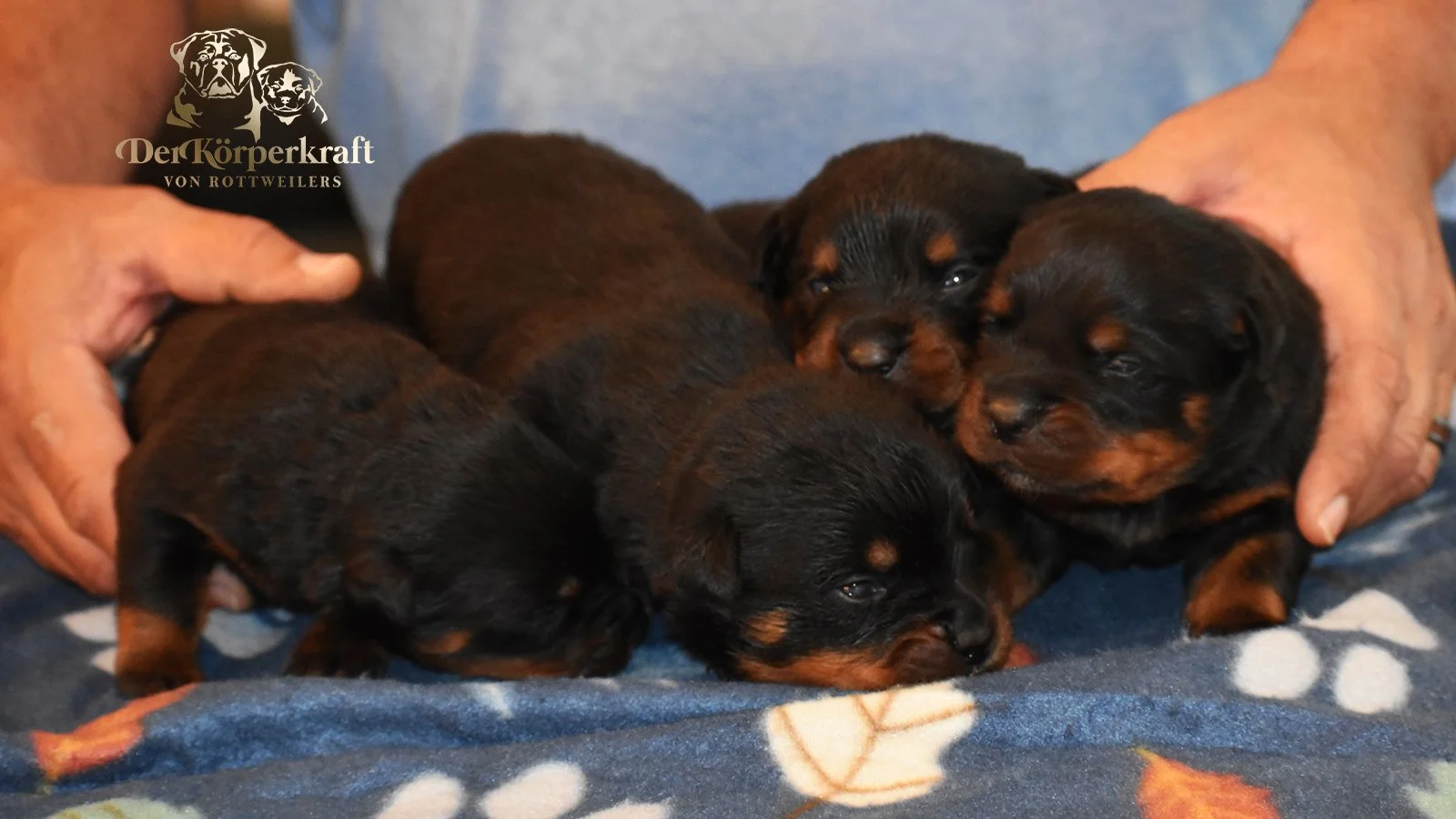 DKV Rottweilers | German Rottweiler Puppies For Sale | DKV Rottweilers ...