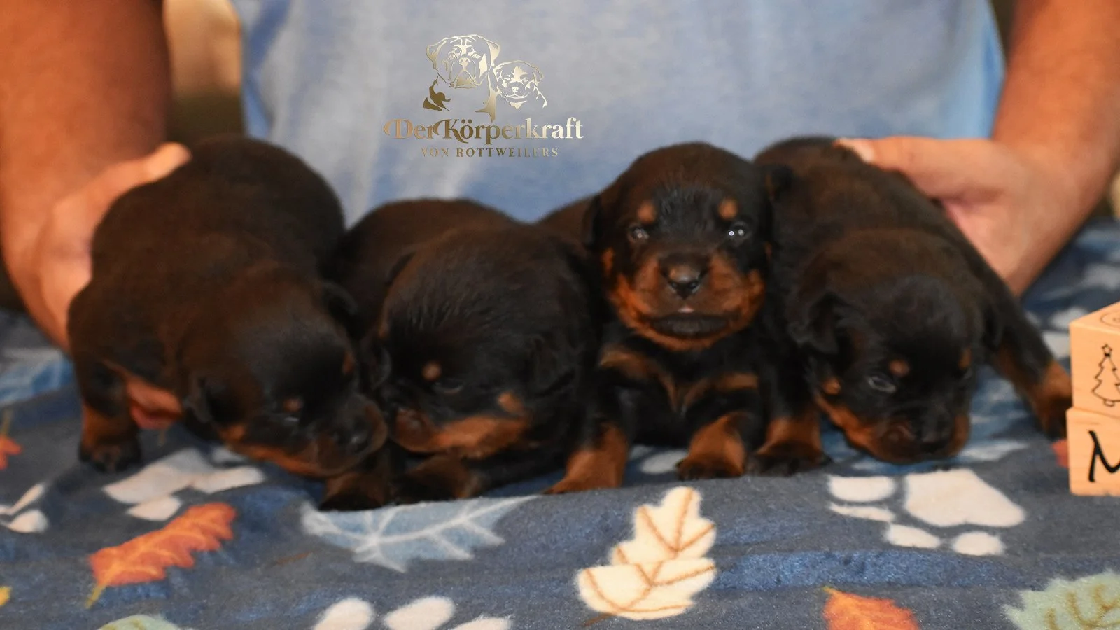DKV Rottweilers | German Rottweiler Puppies For Sale | DKV Rottweilers ...
