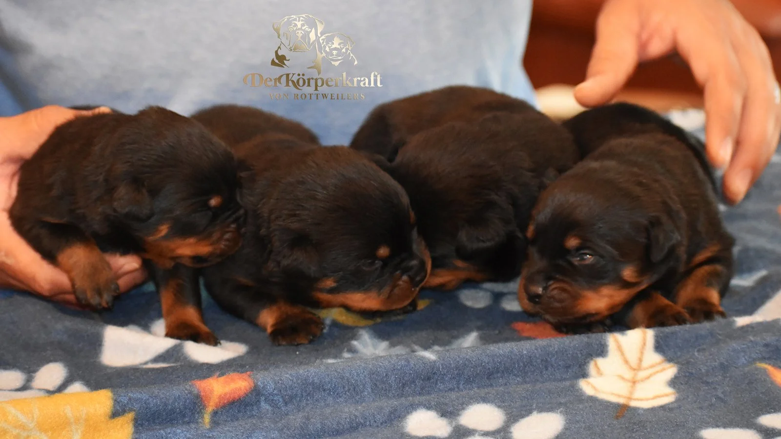 DKV Rottweilers | German Rottweiler Puppies For Sale | DKV Rottweilers ...