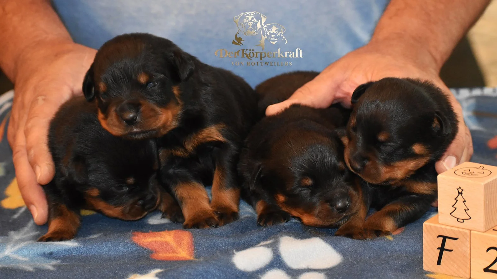 DKV Rottweilers | German Rottweiler Puppies For Sale | DKV Rottweilers ...