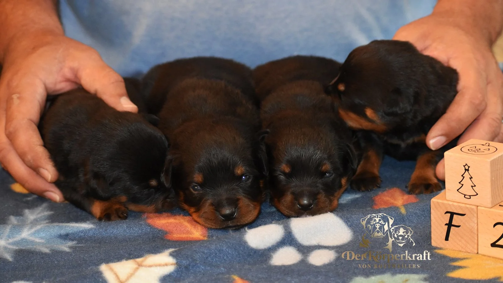 DKV Rottweilers | German Rottweiler Puppies For Sale | DKV Rottweilers ...