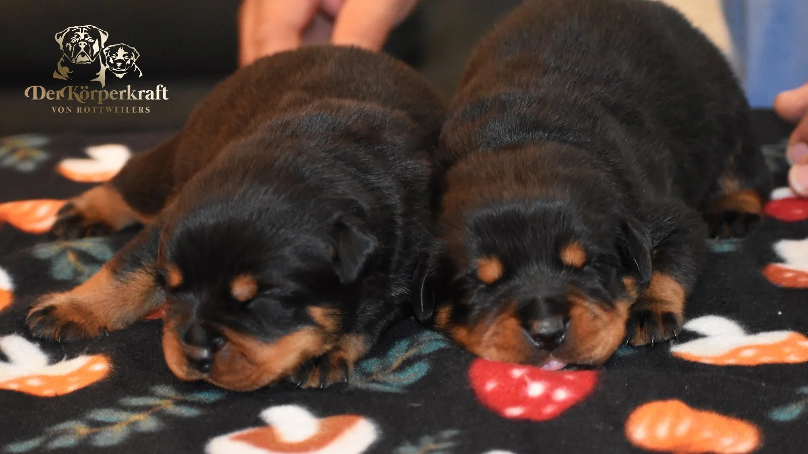 DKV Rottweilers | German Rottweiler Puppies For Sale | DKV Rottweilers ...