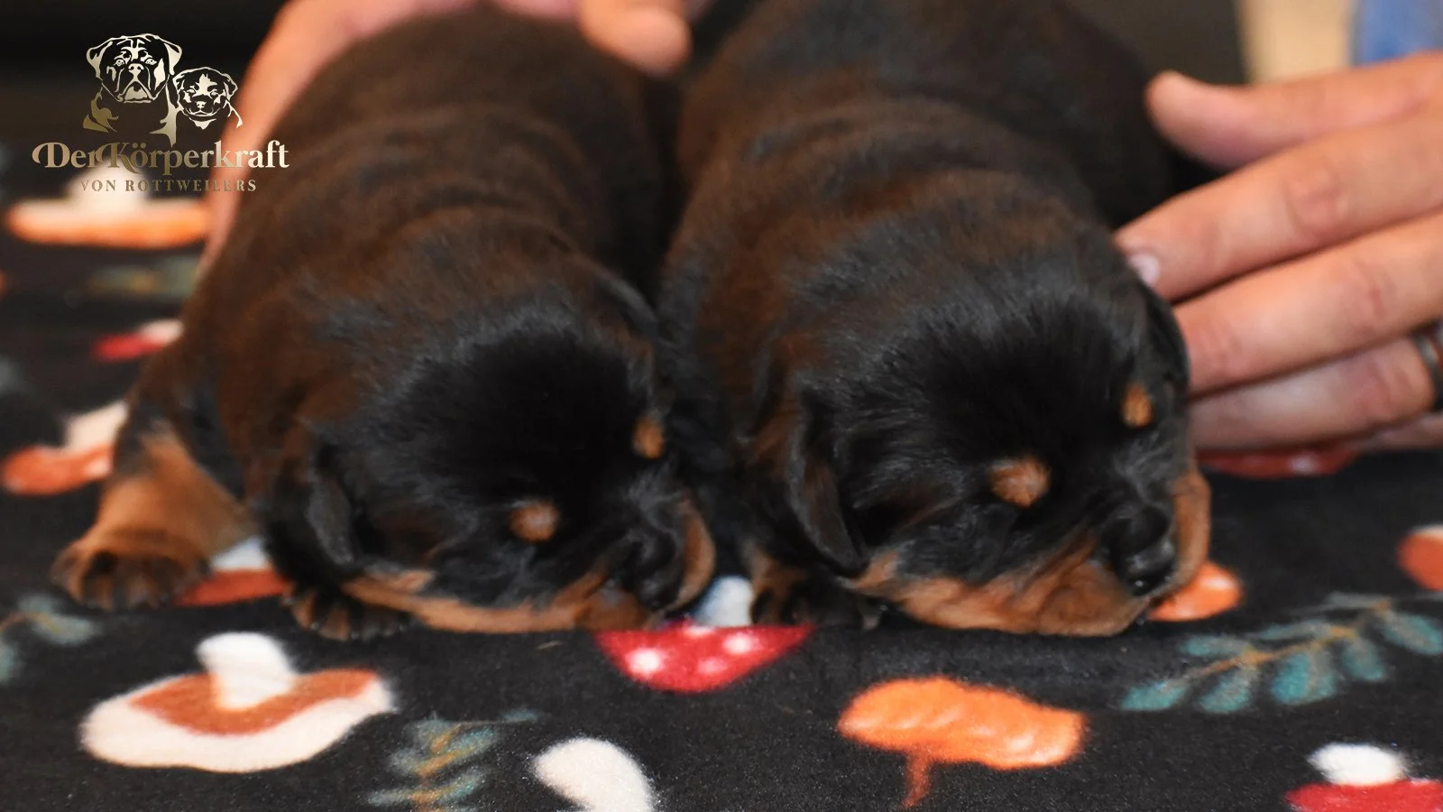 DKV Rottweilers | German Rottweiler Puppies For Sale | DKV Rottweilers ...