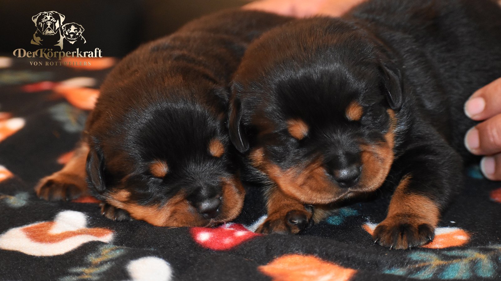 DKV Rottweilers | German Rottweiler Puppies For Sale | DKV Rottweilers ...