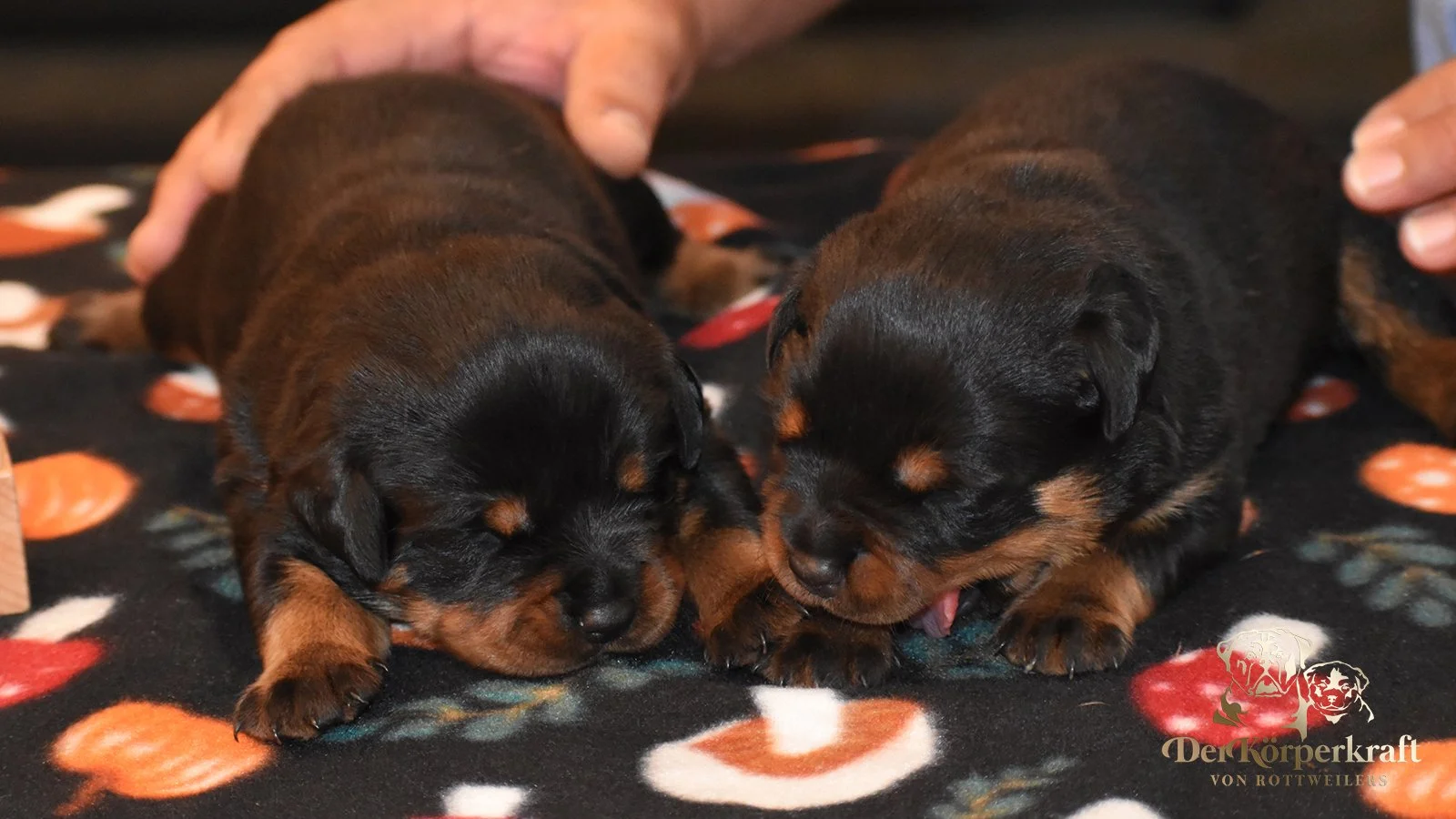 DKV Rottweilers | German Rottweiler Puppies For Sale | DKV Rottweilers ...