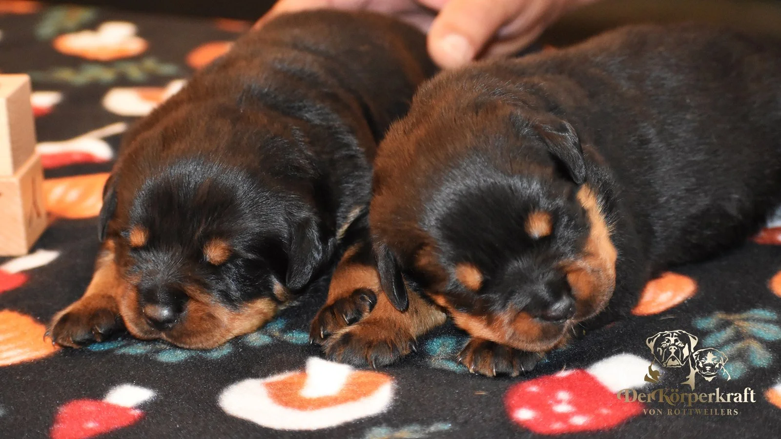 DKV Rottweilers | German Rottweiler Puppies For Sale | DKV Rottweilers ...