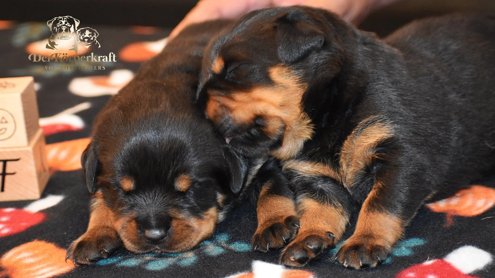 DKV Rottweilers | German Rottweiler Puppies For Sale | DKV Rottweilers ...