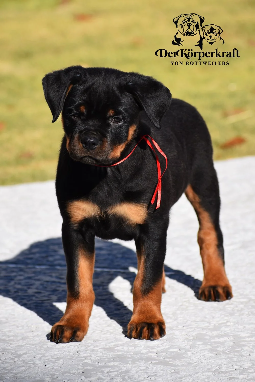 6M-Tango-Dzejmica-9wk-Female-Red (1)sm.jpg