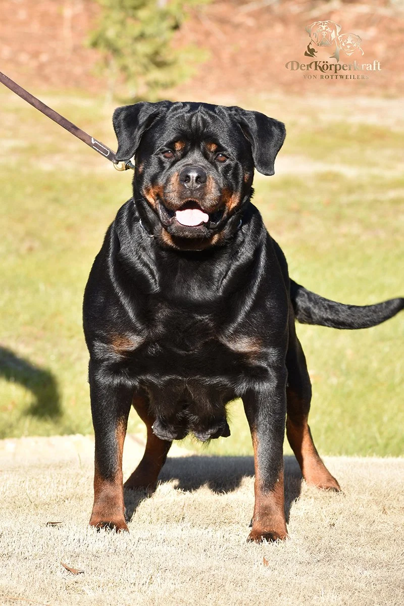 DKV-Rottweilers-Herra-Kick-Power (1)b-800w.jpg