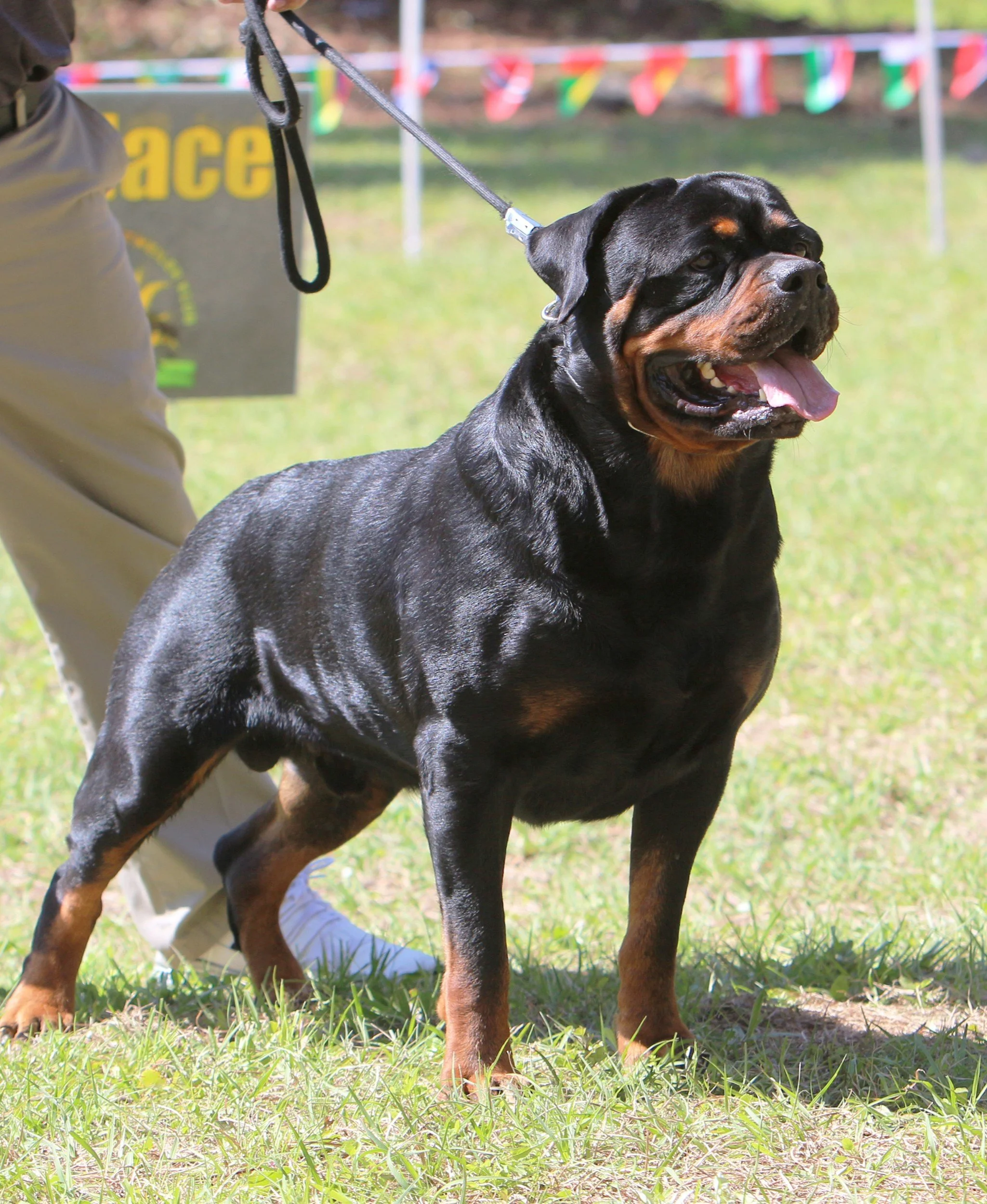 DKV-Rottweilers-Stud-Italian-Stallion-Von-Der-Korperkraft.jpg