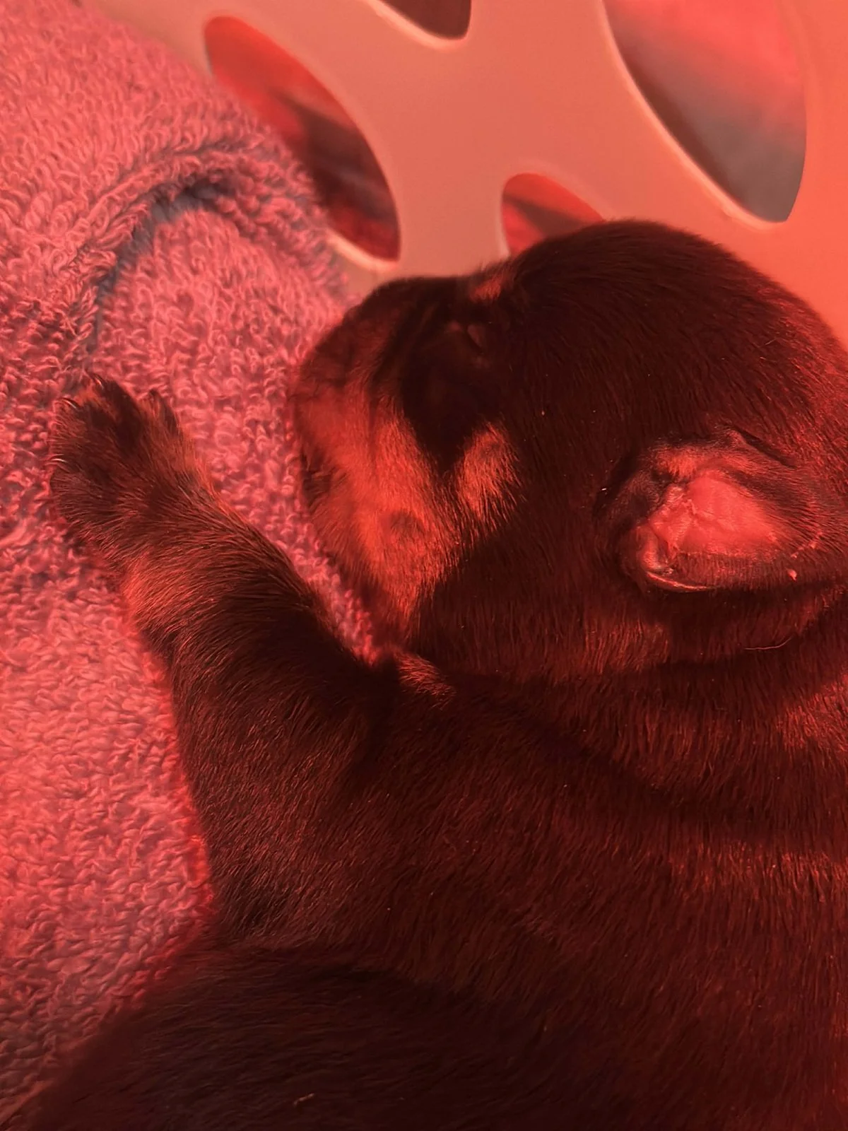 6O-ItalianStallion-Herra-Birth (1)a.jpg