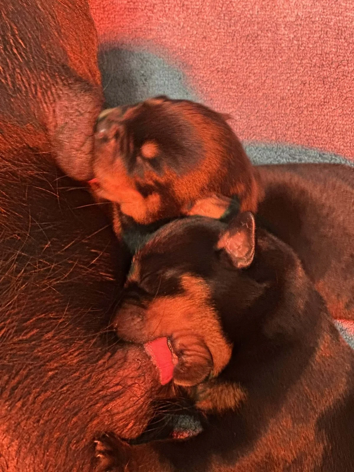 6O-ItalianStallion-Herra-Birth (4)a.jpg