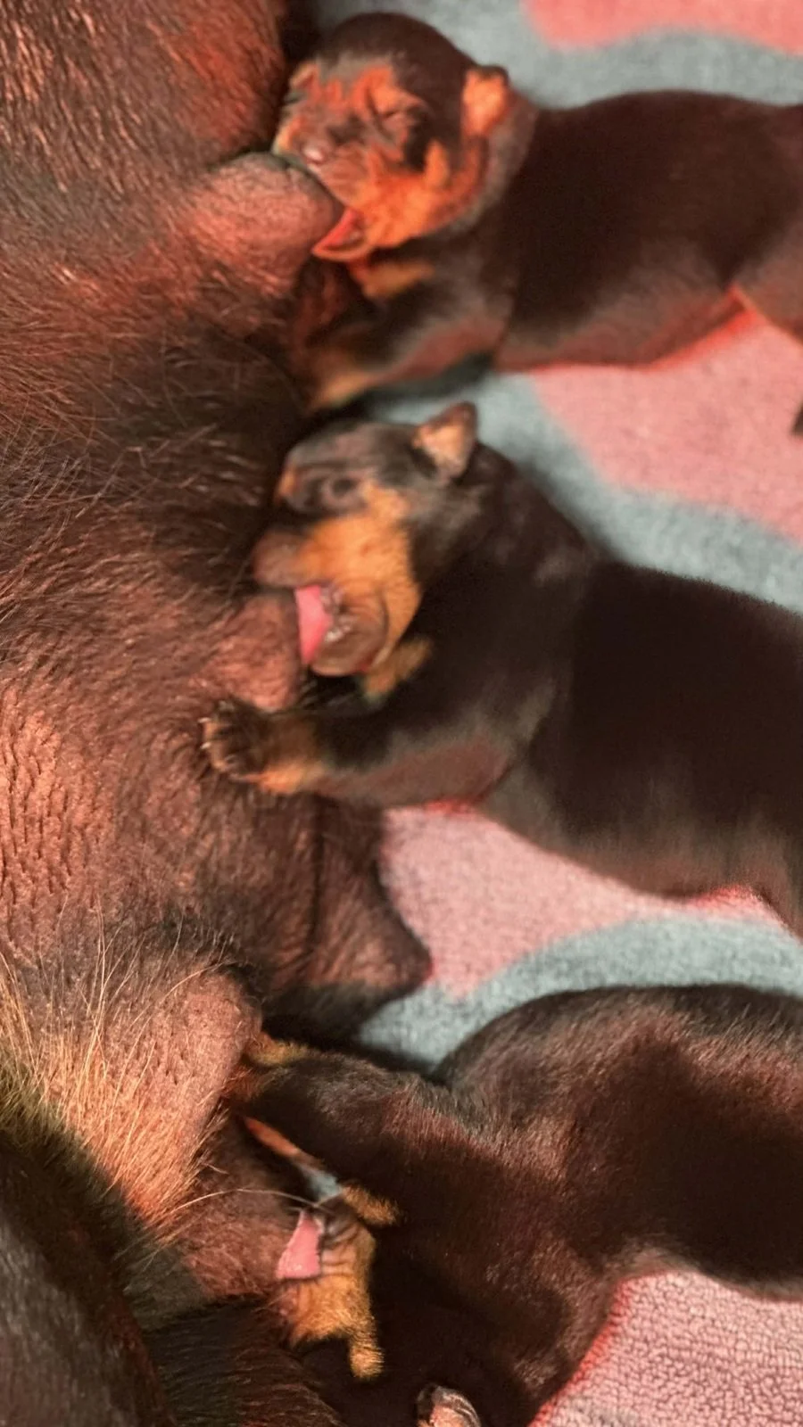 6O-ItalianStallion-Herra-Birth (5)a.jpg