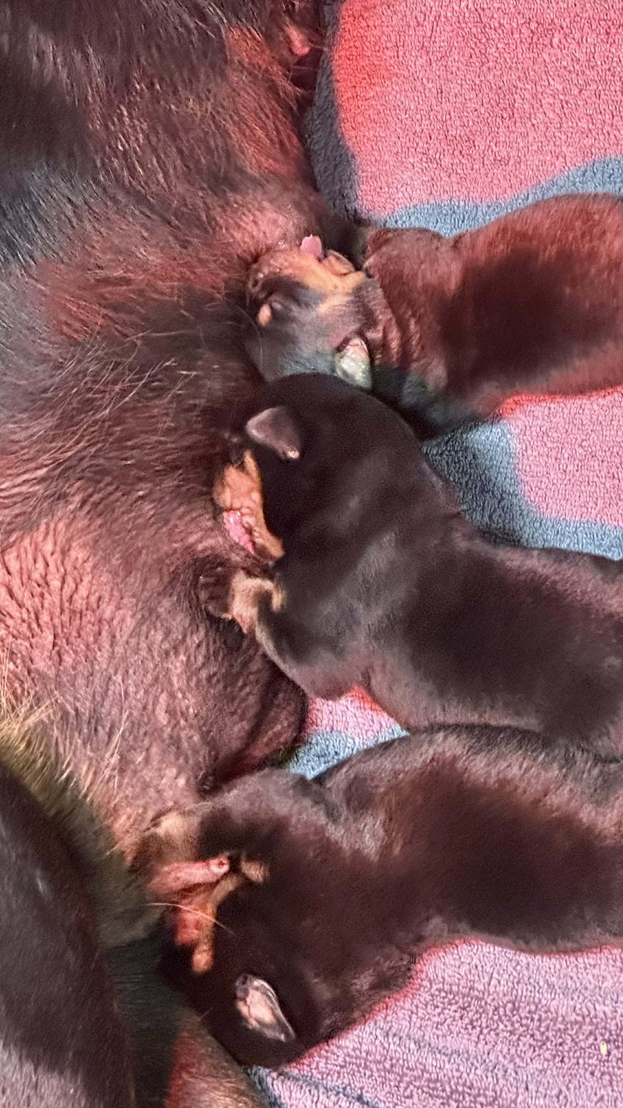 6O-ItalianStallion-Herra-Birth (6)a.jpg