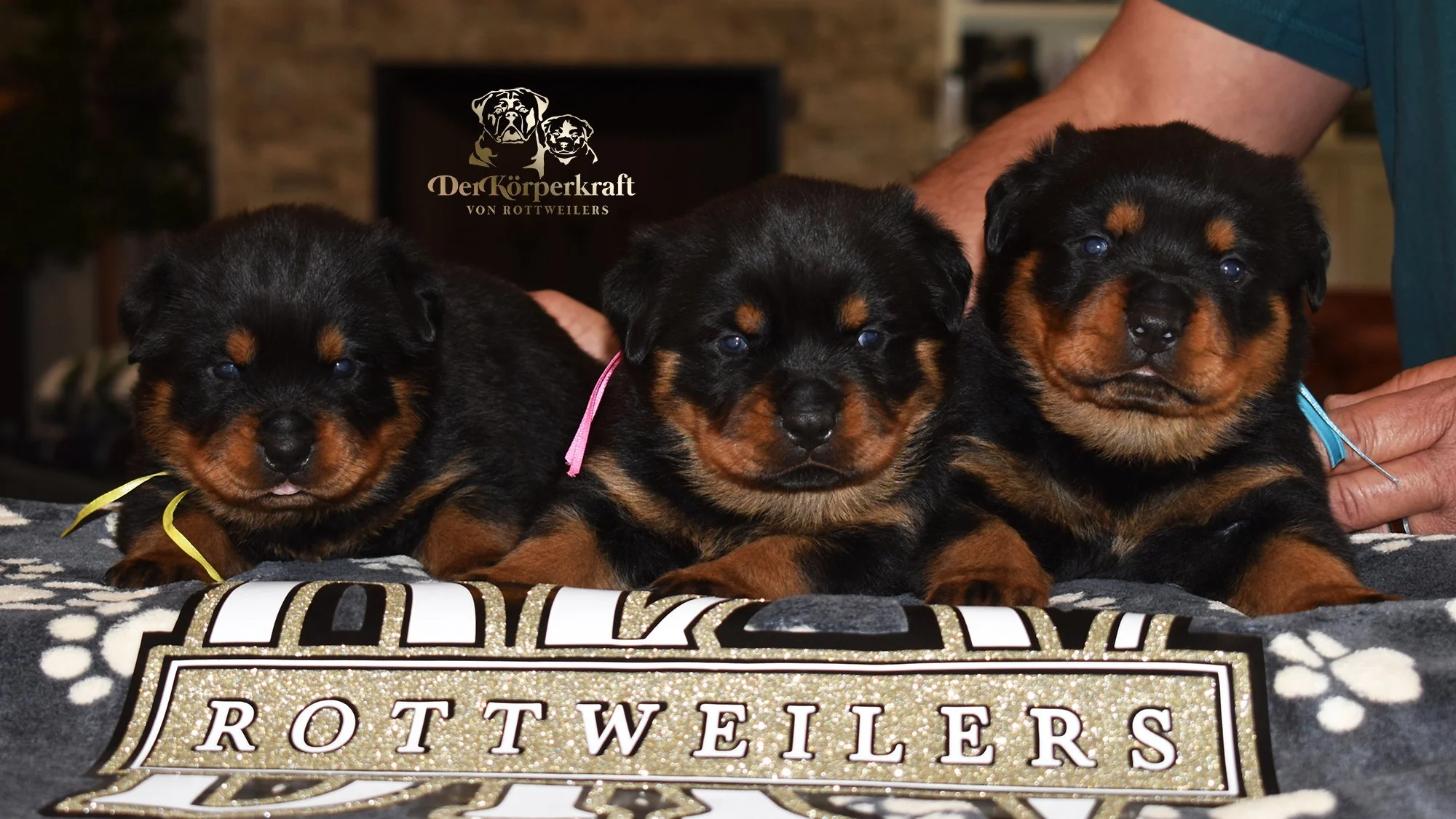 6O-Rocky-Herra-3wk-Litter-1sm.jpg
