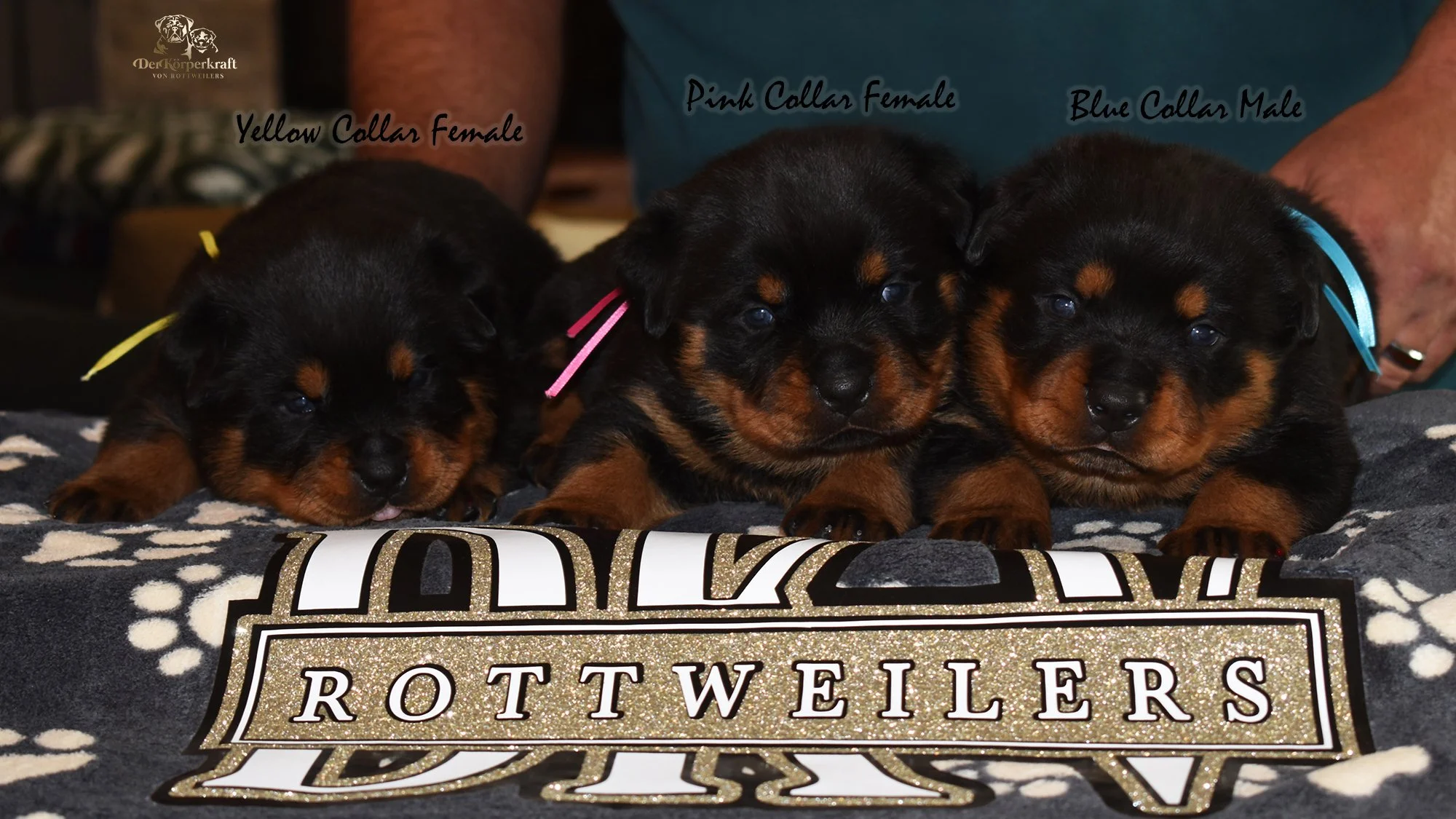 6O-Rocky-Herra-3wk-Litter-2sm.jpg