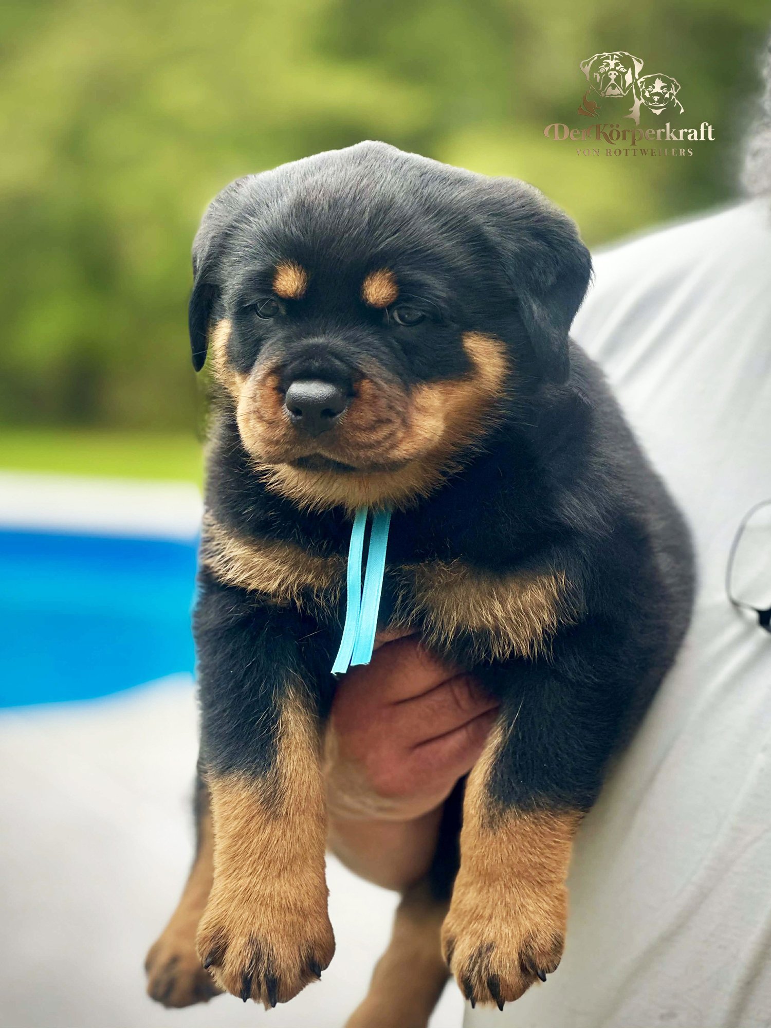 6O-Rocky-Herra-5wk-Male-Blue-sm.jpg