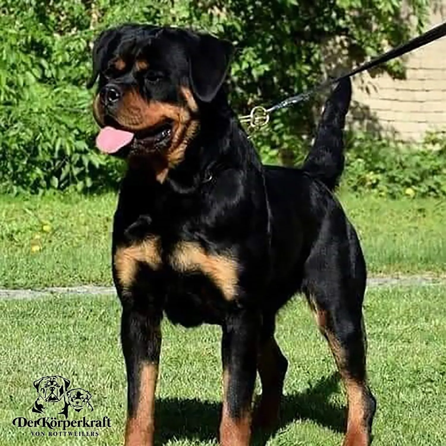 DKV Rottweilers - German Rottweiler Puppies - DKV Reviews - Dina Von Junipera.jpg