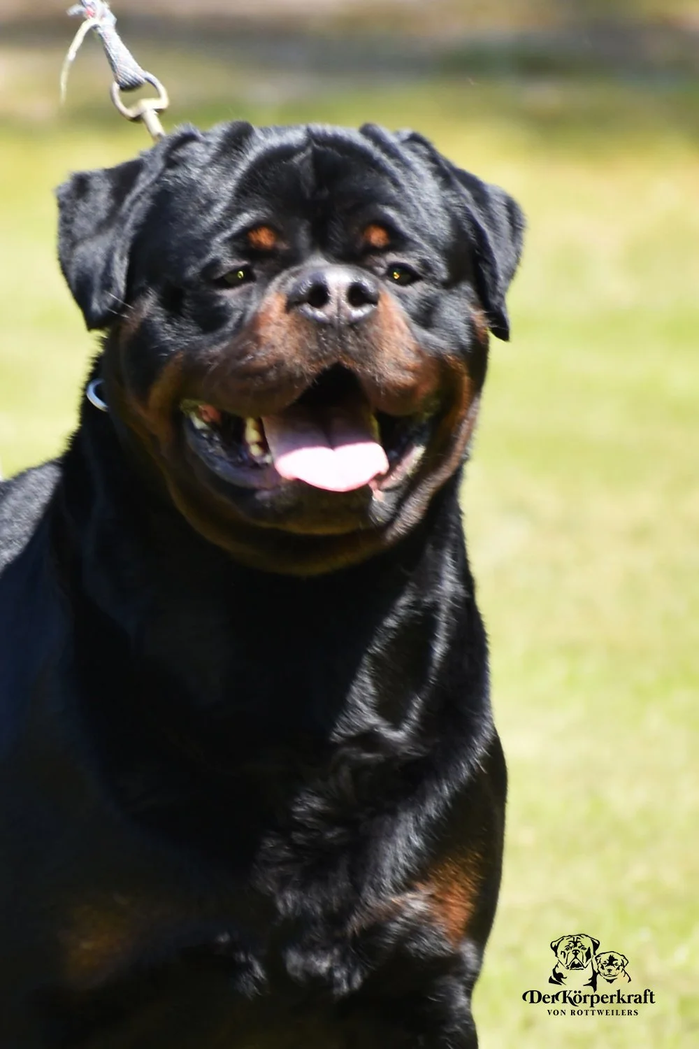 DKVRottweilers-Virtus-Von-Der-Korperkraft-2yr (3)sm.jpg
