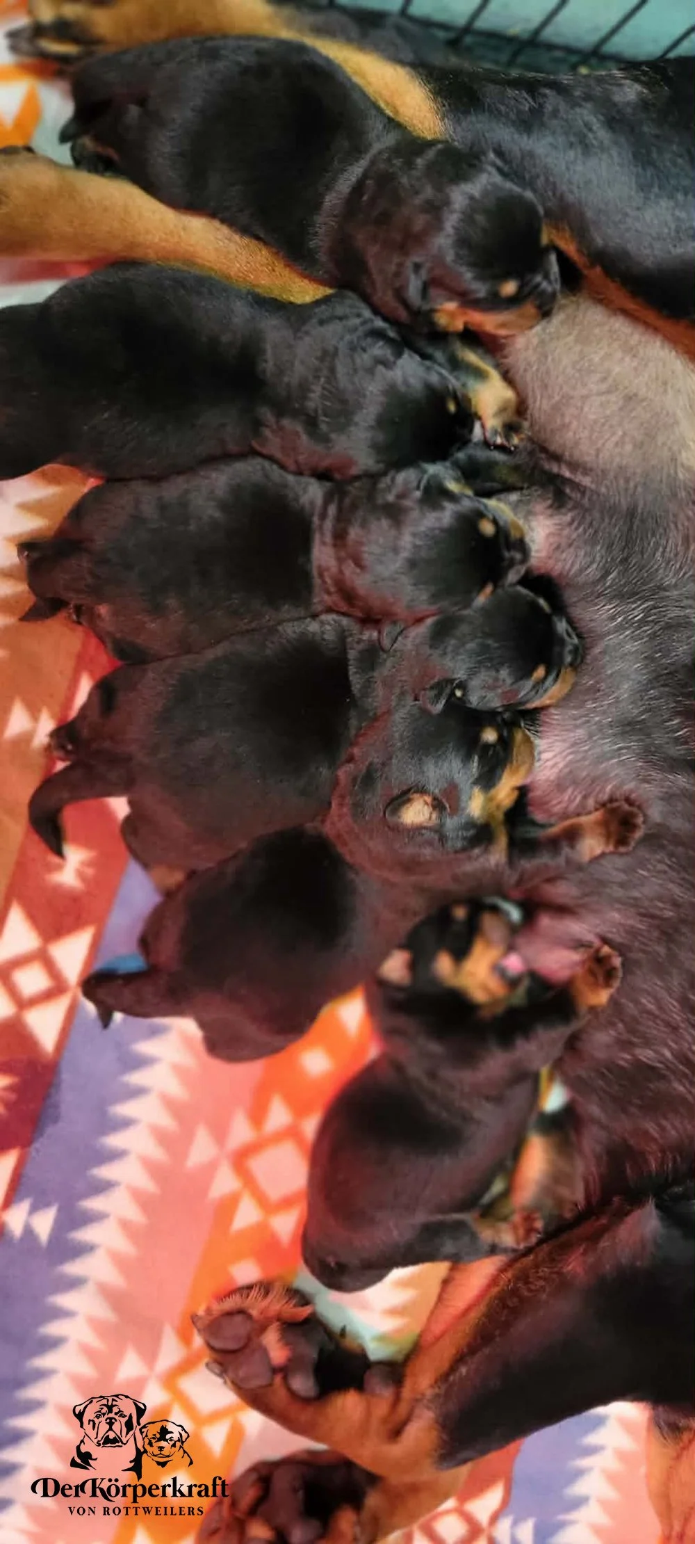 6P-Virtus-Dina-Birth-Litter (1).jpg