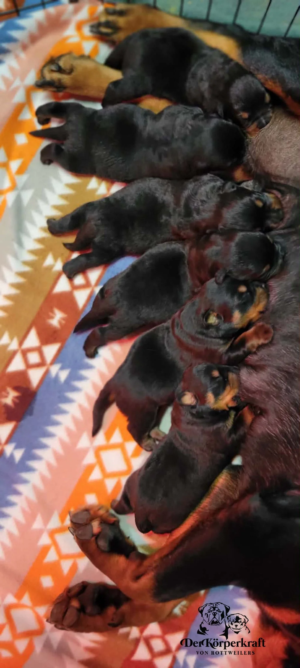 6P-Virtus-Dina-Birth-Litter (2).jpg