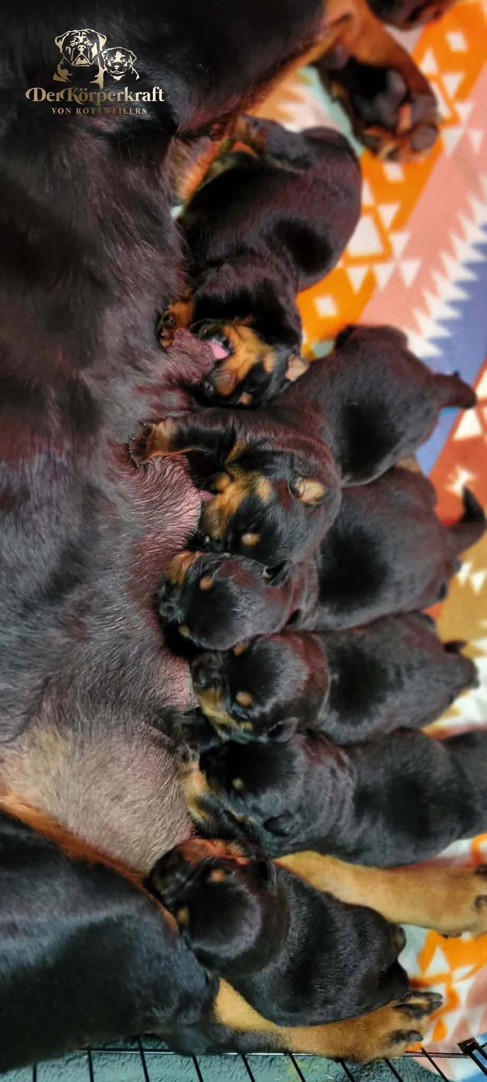 6P-Virtus-Dina-Birth-Litter (3).jpg