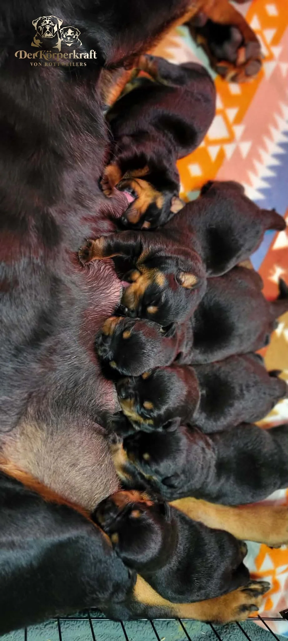 6P-Virtus-Dina-Birth-Litter (4).jpg